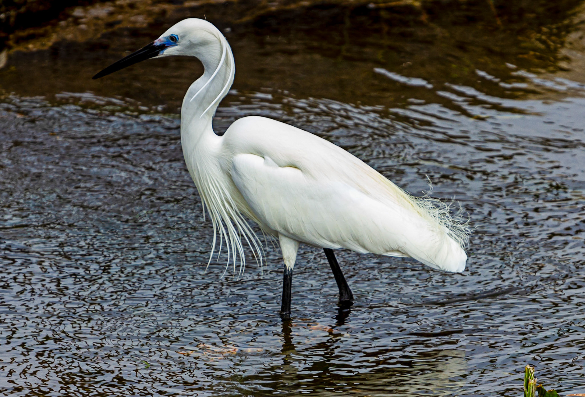 Little Egret at Villajoyosa (La Vila Joiosa) 21 March 2024