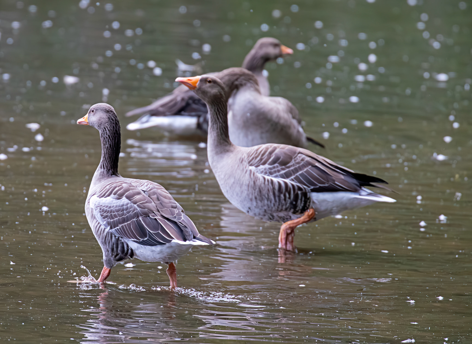 Greylag Geese at Beecraigs 24 September 2024
