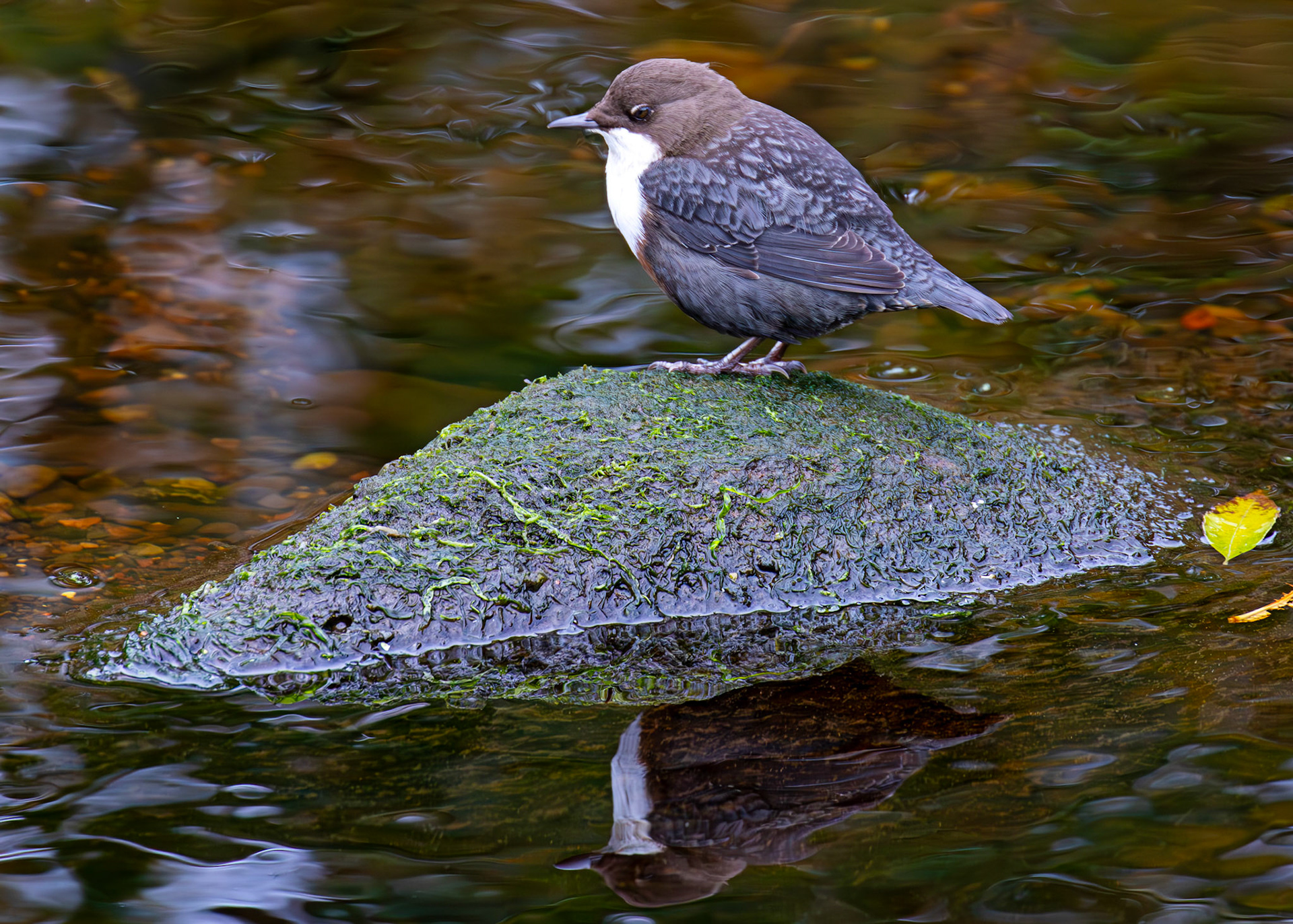 Largs 08 October 2024