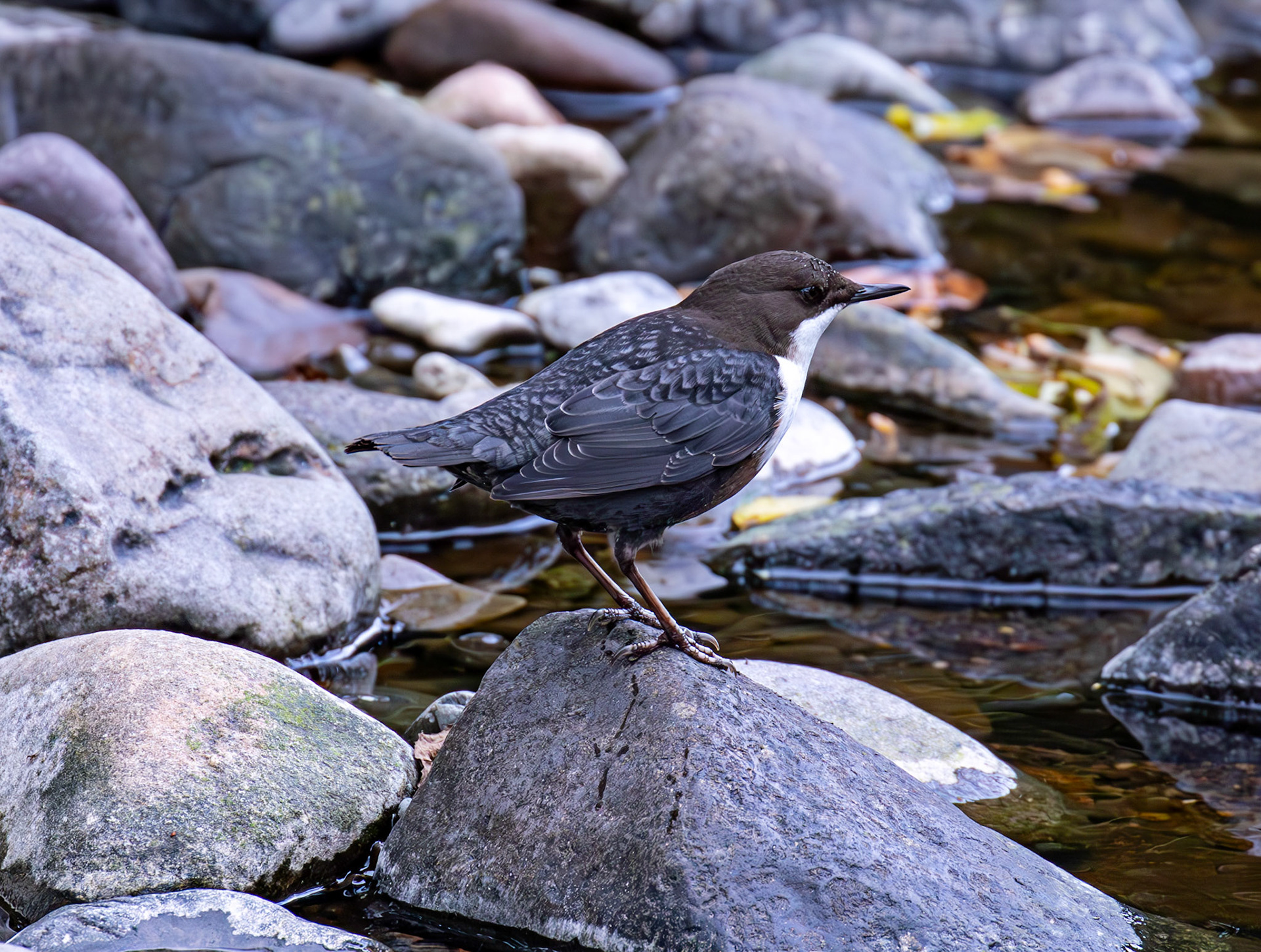 Largs 08 October 2024