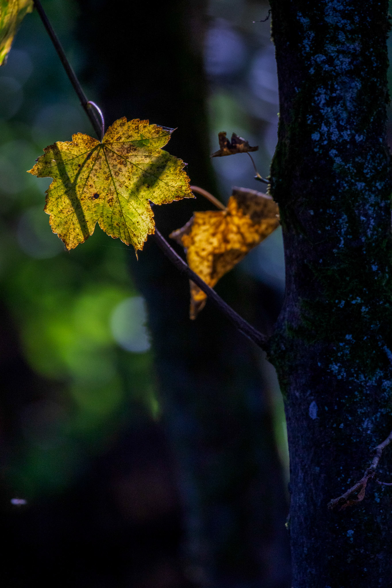 RSPB Lochwinnoch 10 October 2024