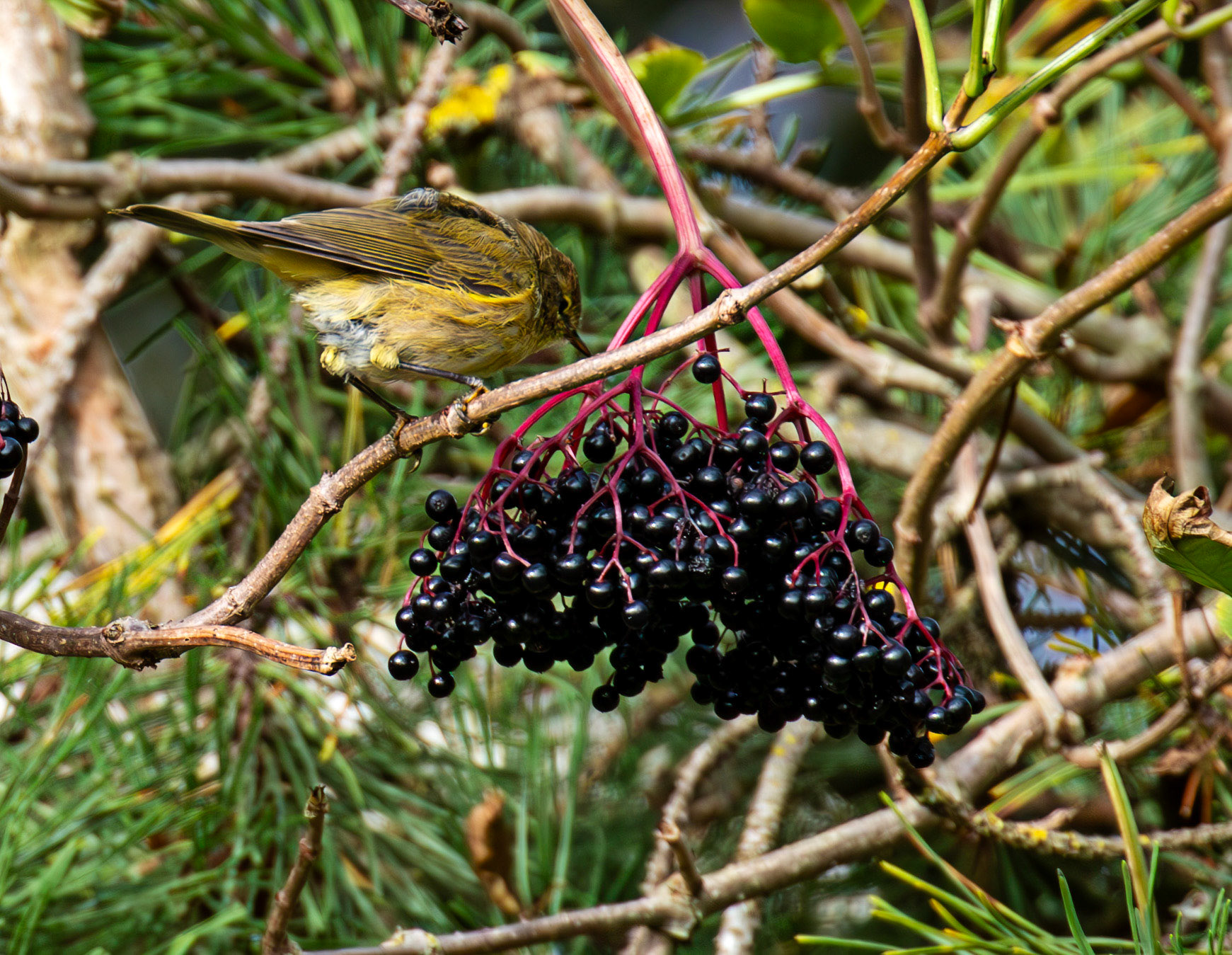 Barns Ness 29 Sept 2024