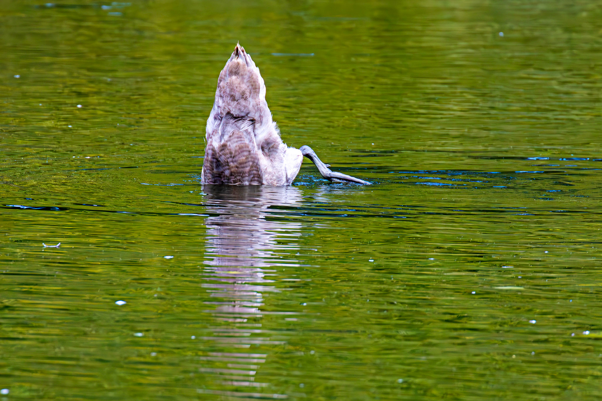 Mute Swans at Beecraigs 24 September 2024