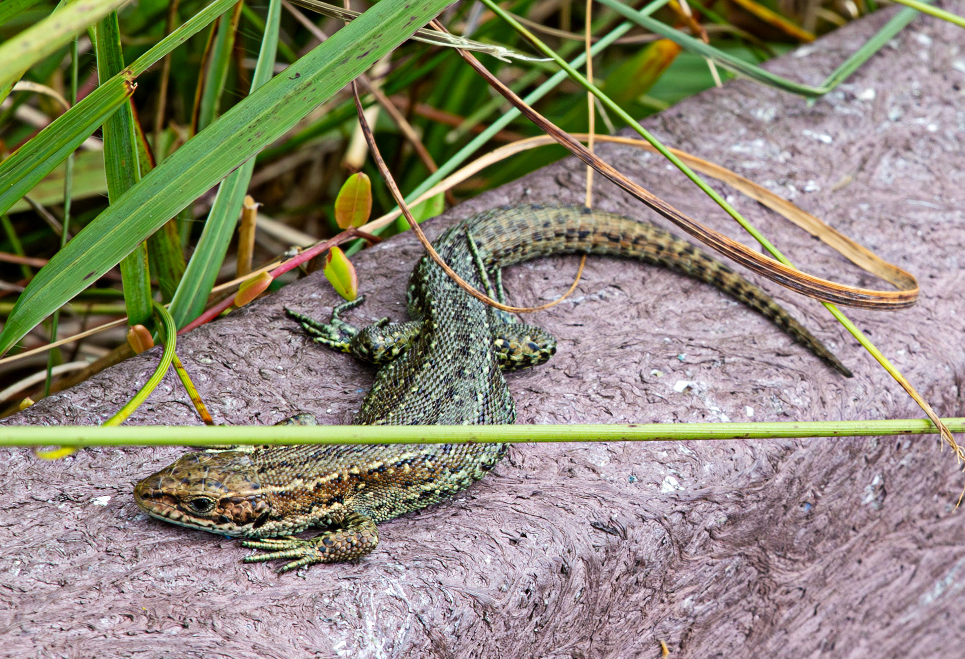 Vivparous Lizard (Common Lizard) - Flanders Moss 06 August 2024