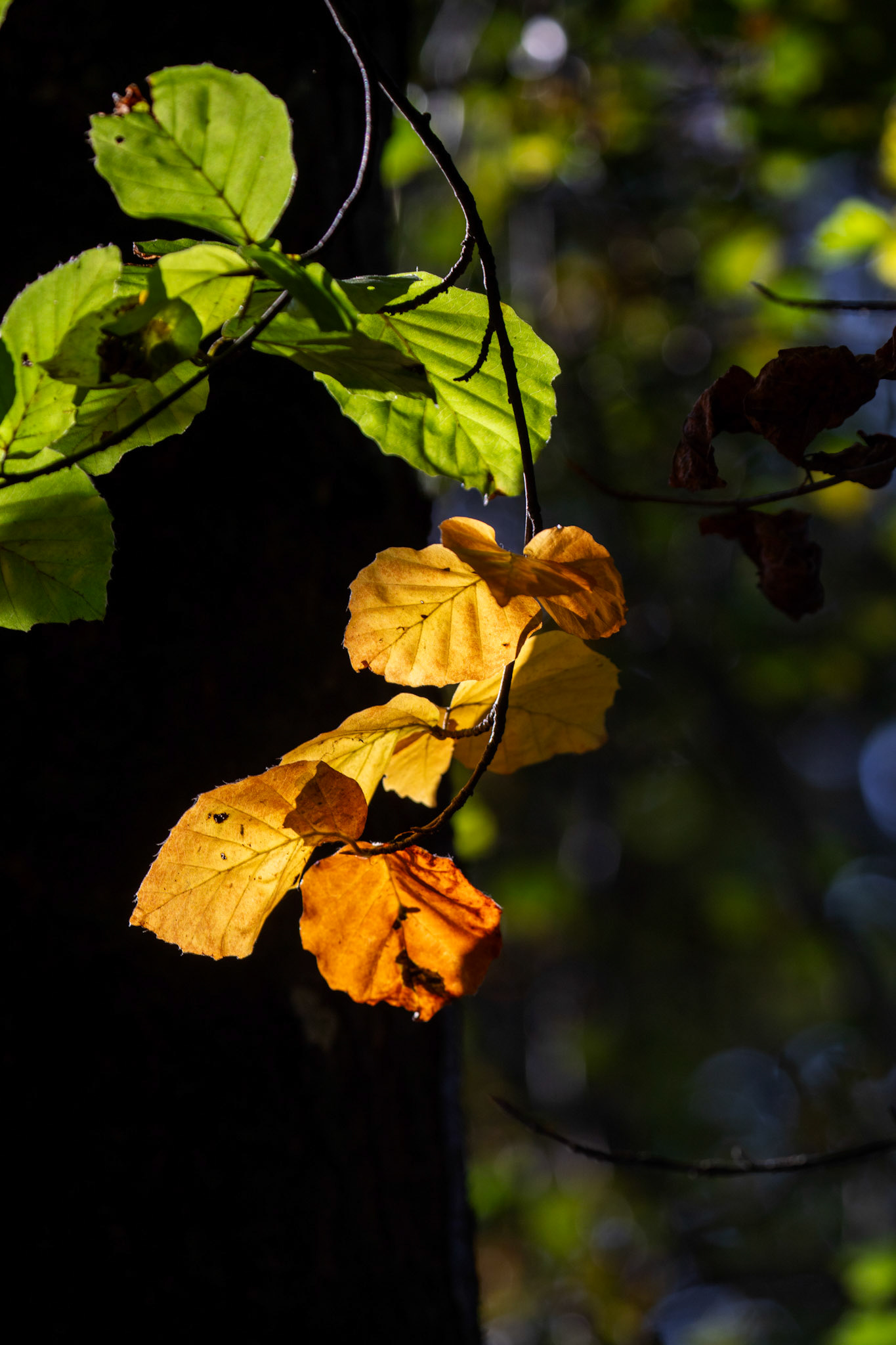 RSPB Lochwinnoch 10 October 2024