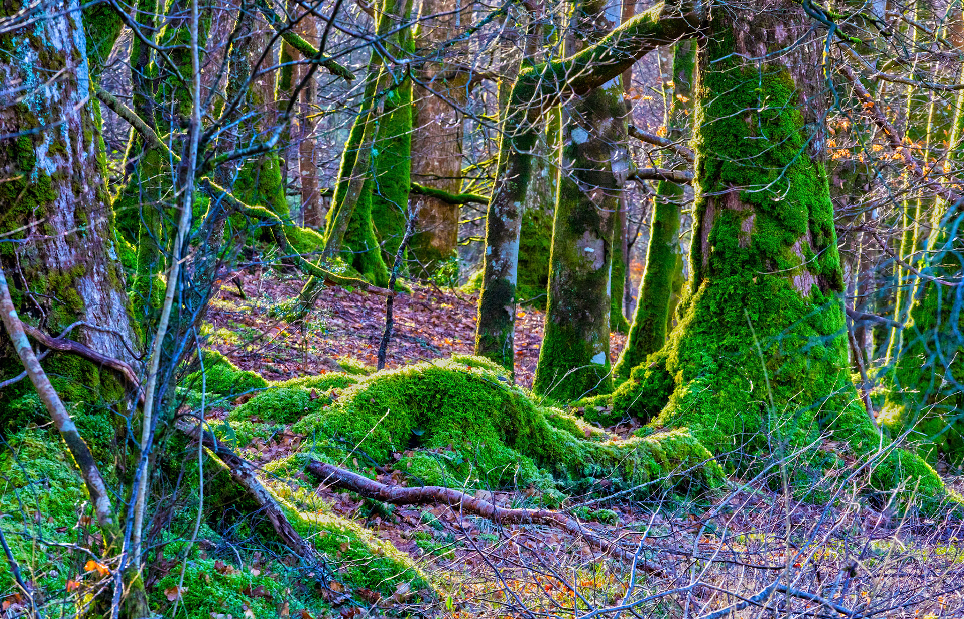 Loch Eck 26 February 2023