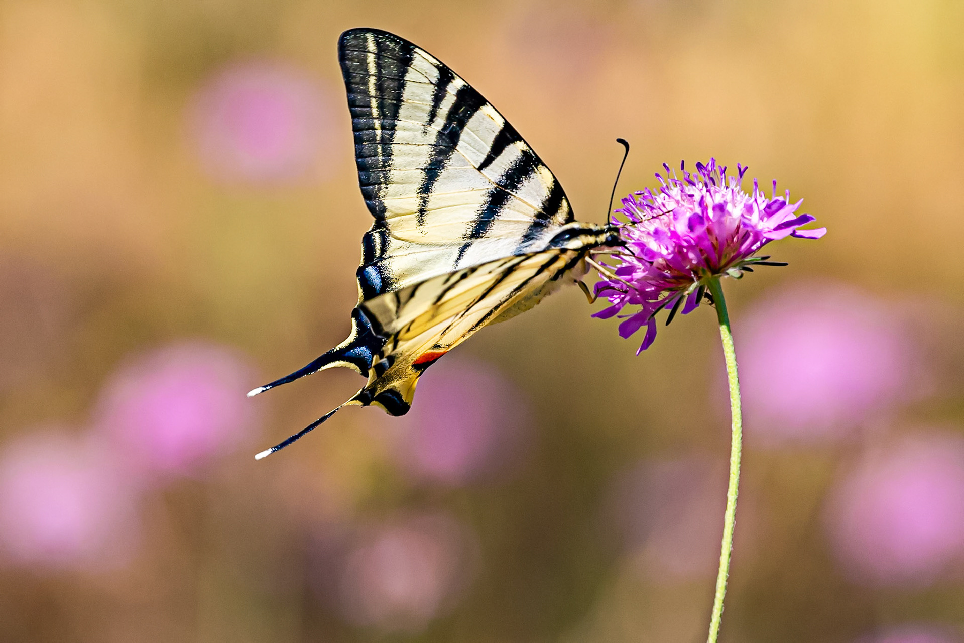 Monteriggioni 22 June 2024