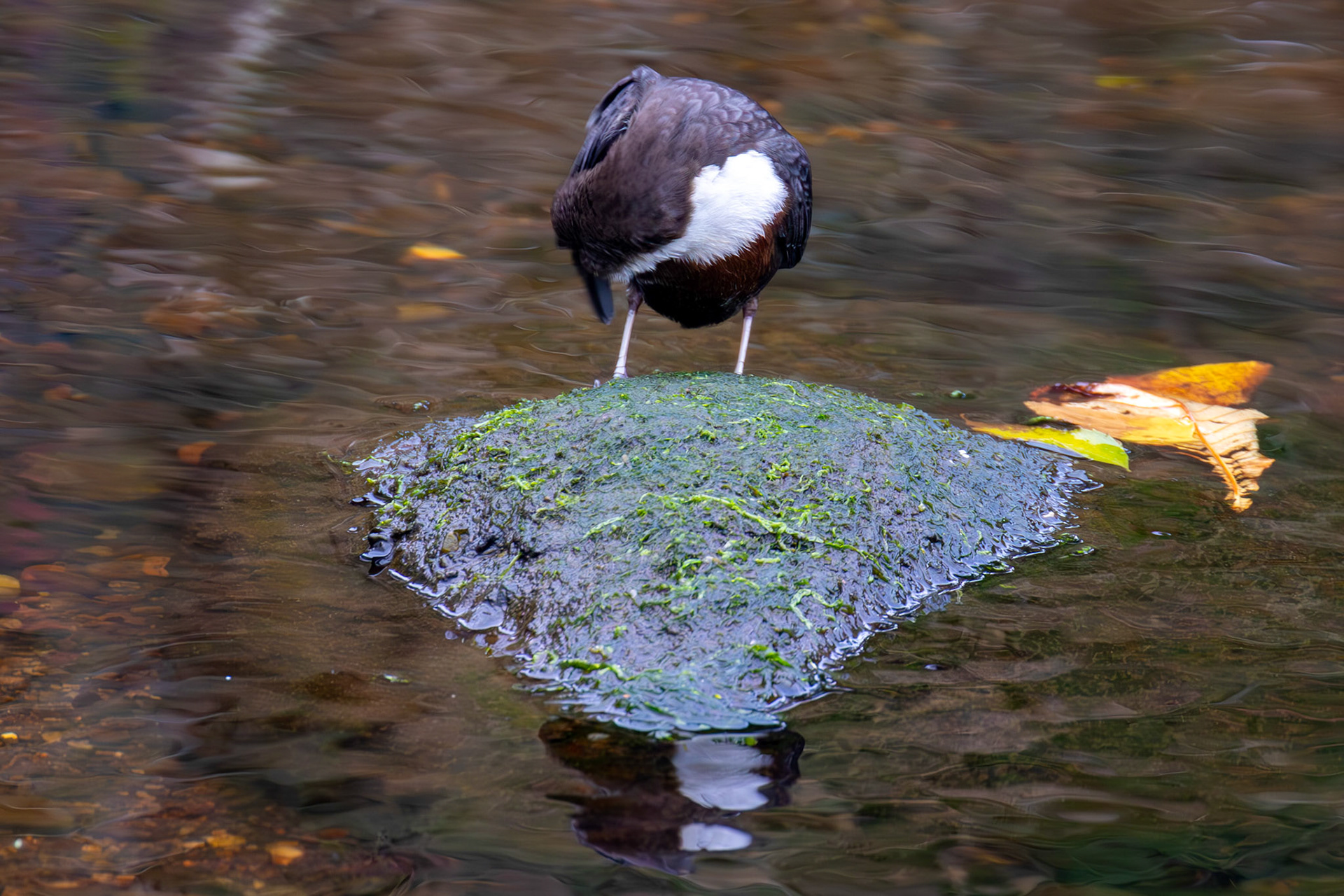 Largs 08 October 2024