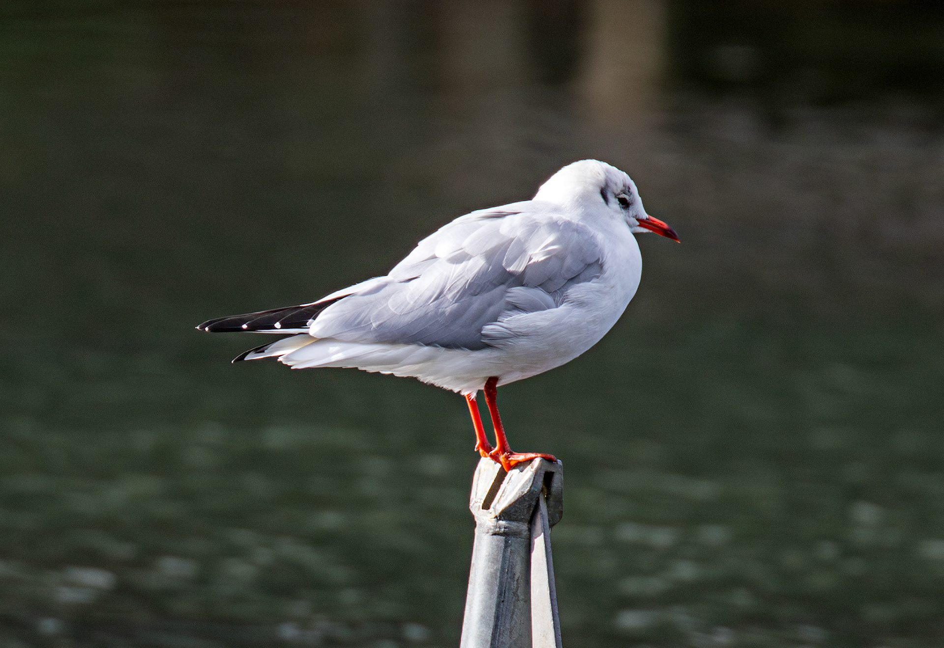 Livingston 02 October 2024