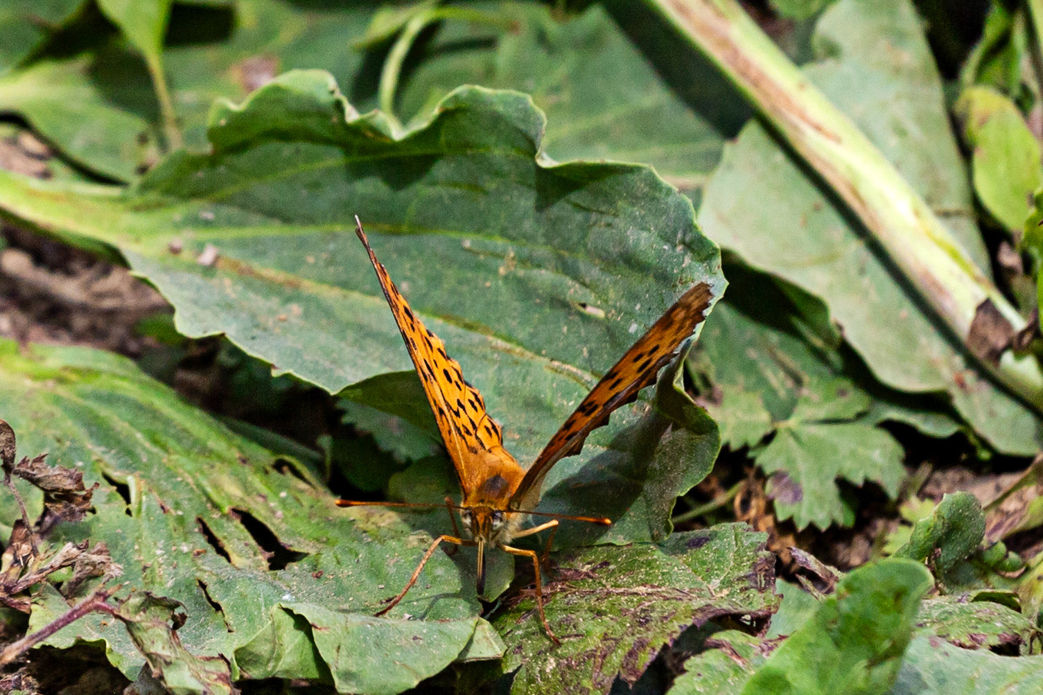 Monteriggioni 22 June 2024