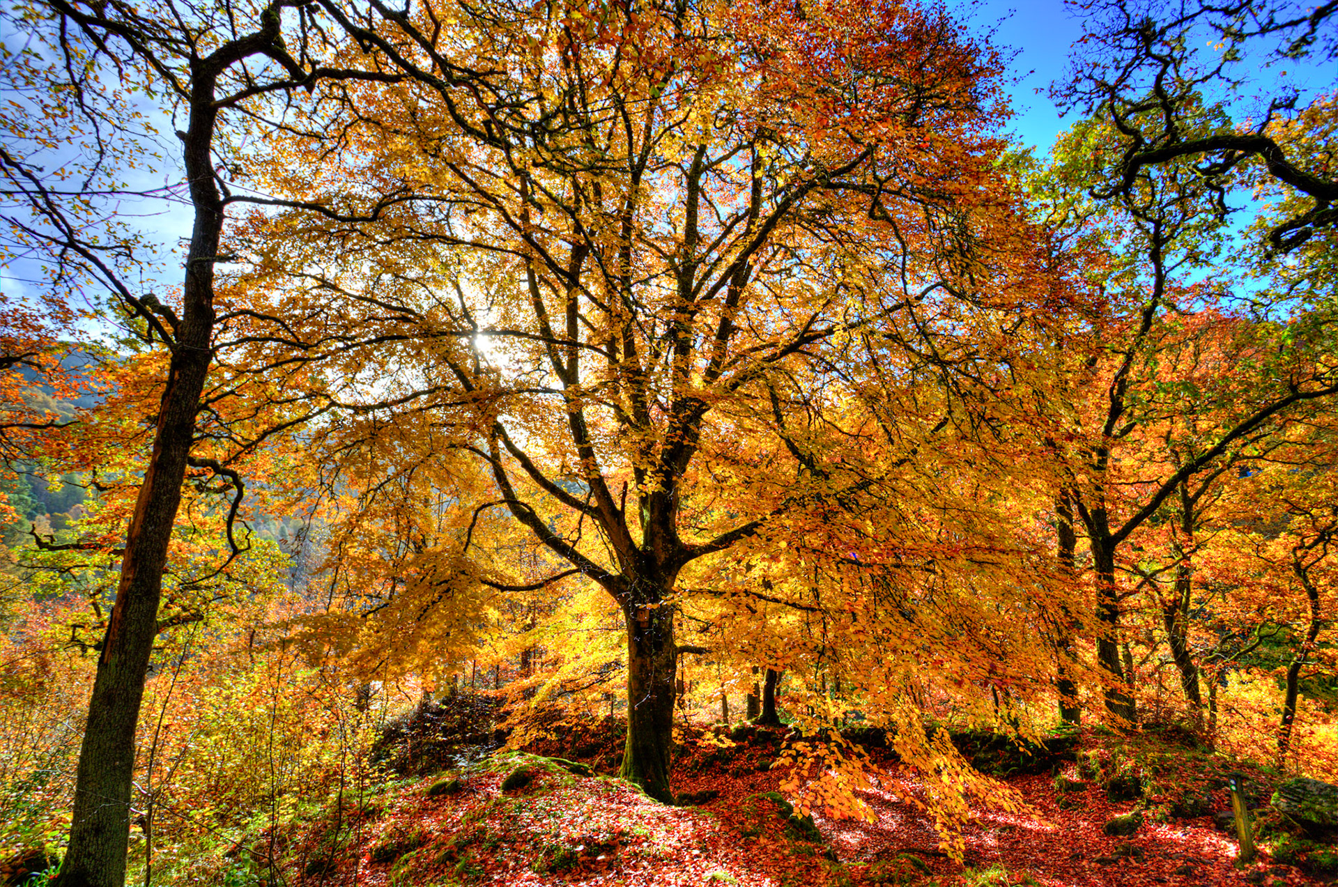 Killiecrankie. Autumnal Tour around Perthshire 19 October 2024
