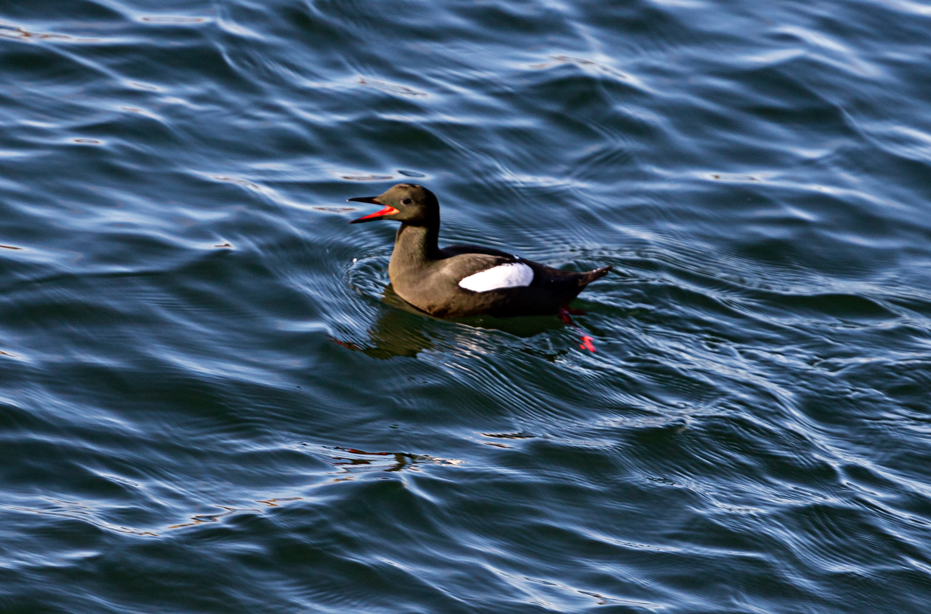 Oban  25 February 2023