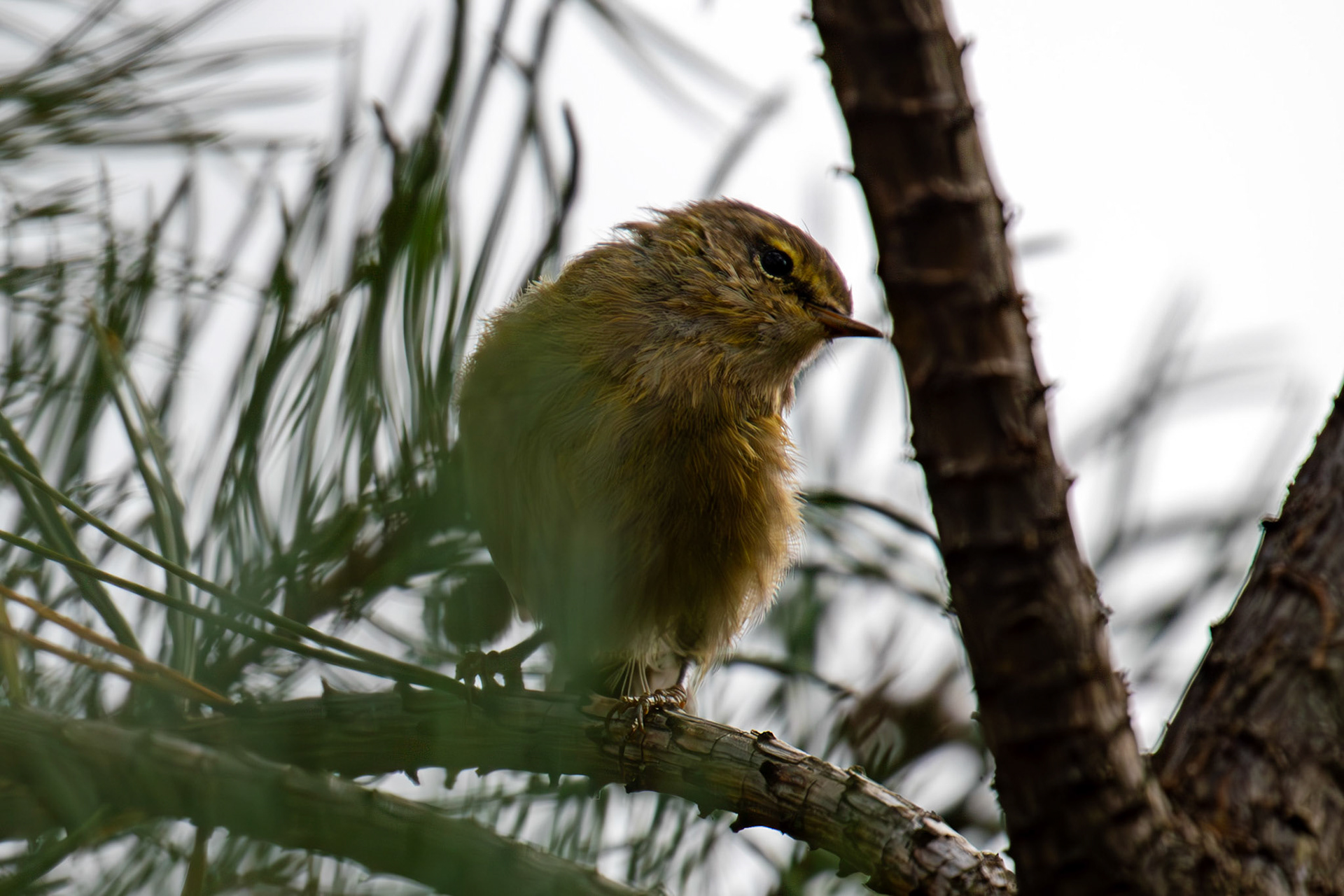 Chiffchaff at Barns Ness 25 Sept 2024