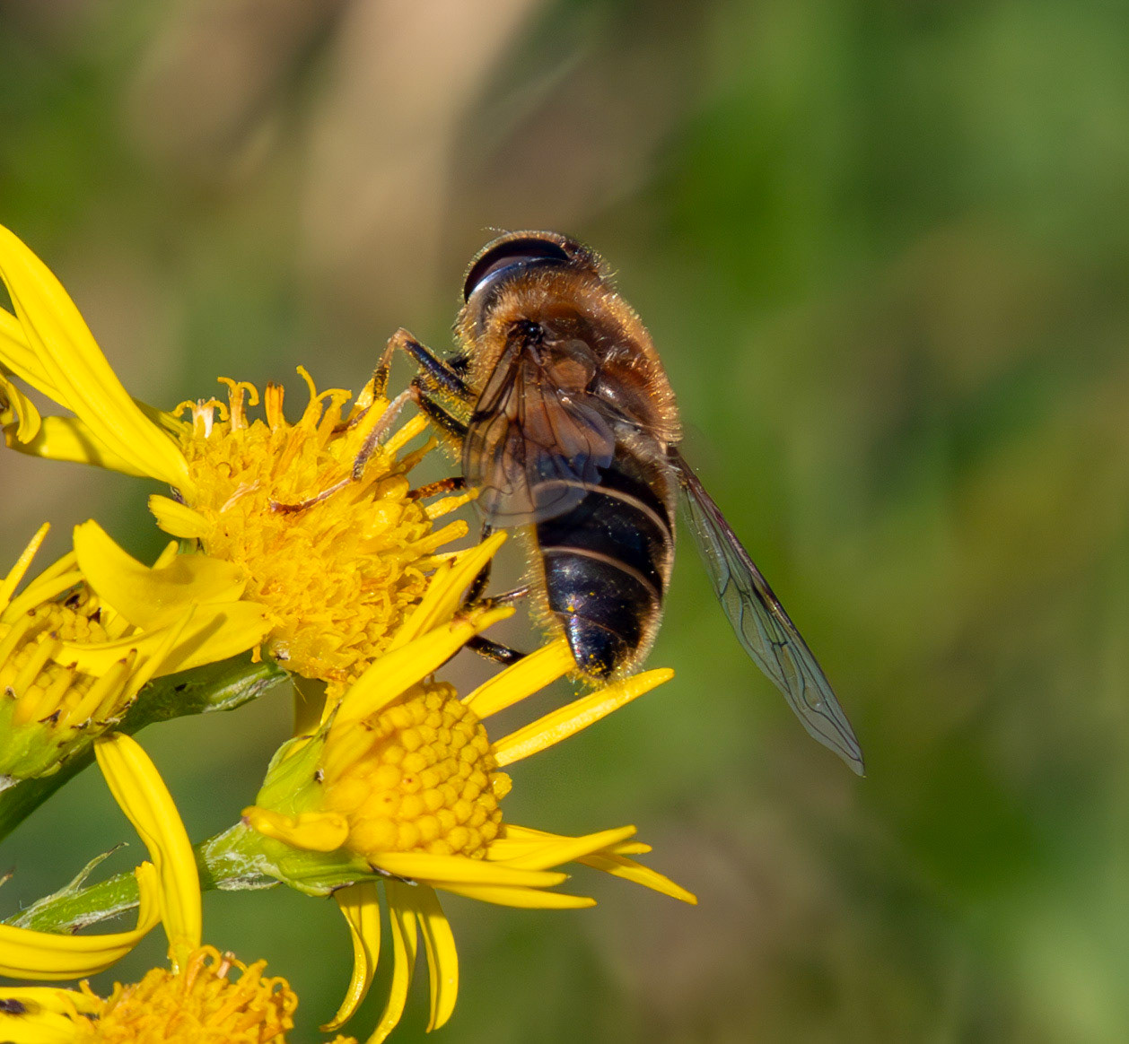 RSPB Loch Leven 06 Sept 2024