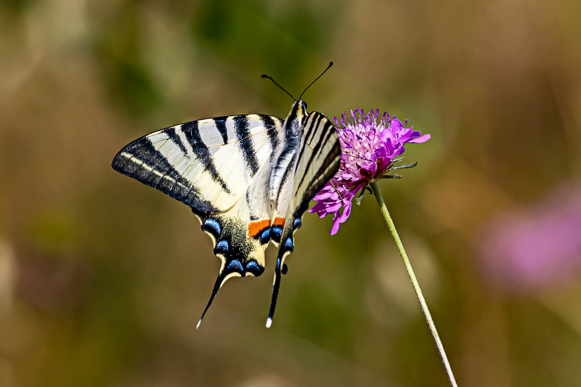Monteriggioni 22 June 2024
