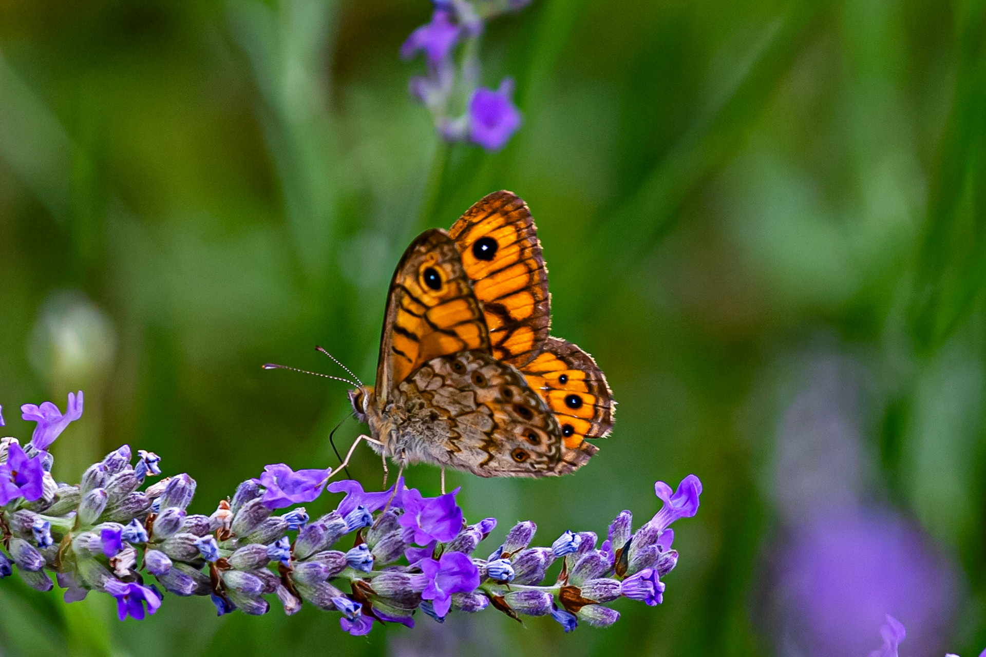 Butterflies in the Medici Fort - Siena 21 June 2024