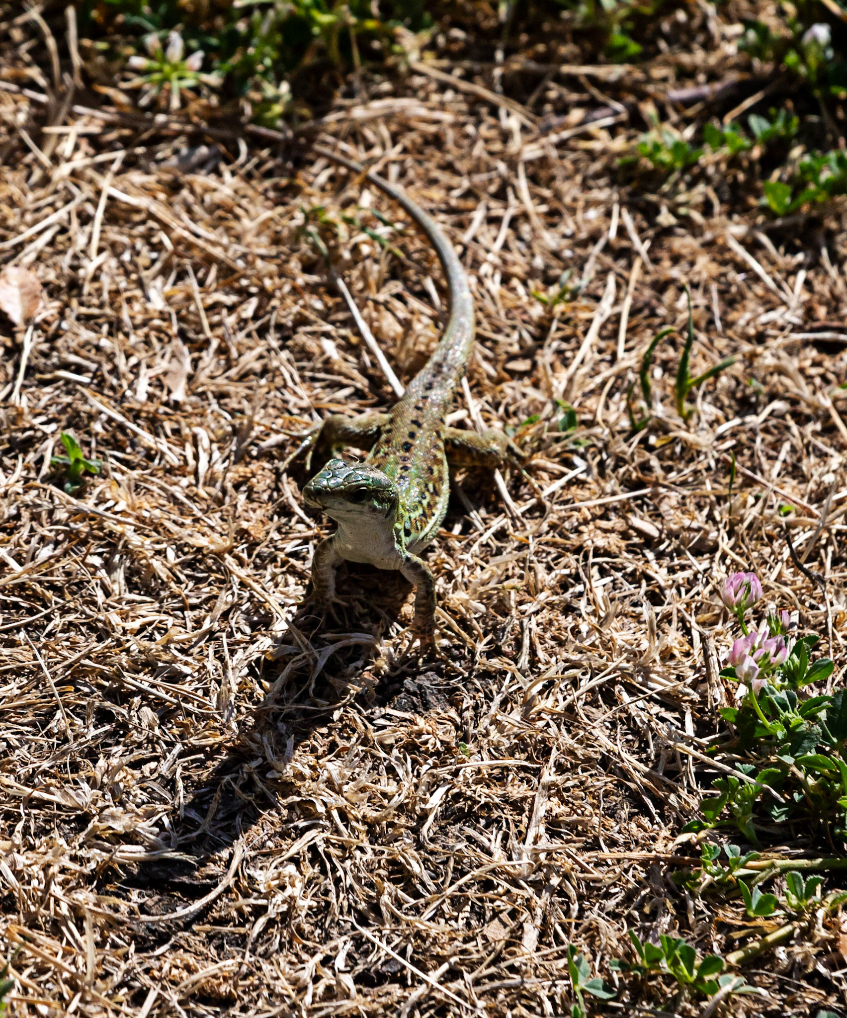 Monteriggioni 22 June 2024