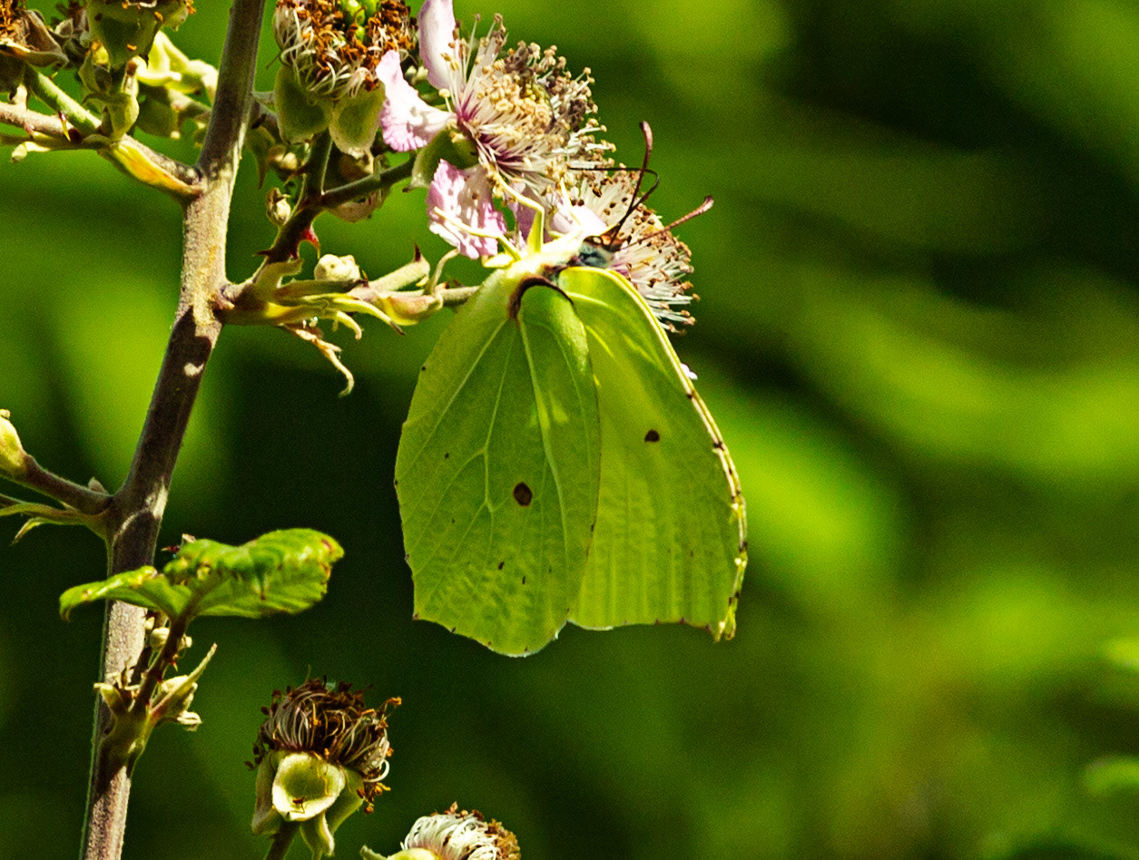 Monteriggioni 22 June 2024