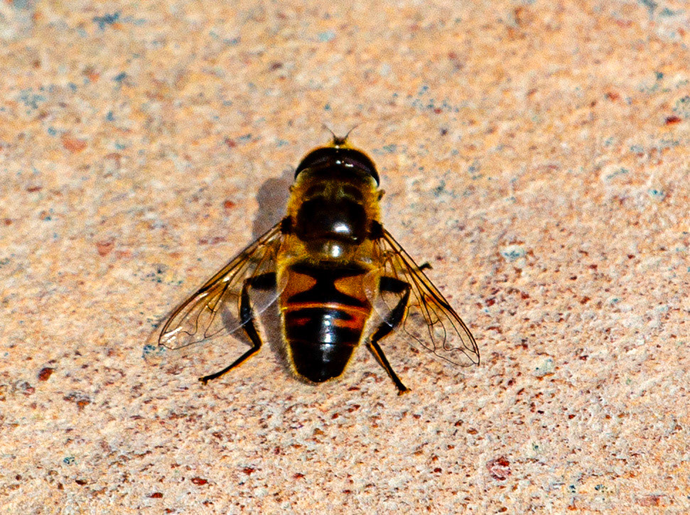 Wasp at Santa Bárbara Castle, Alicante 20 March 2024