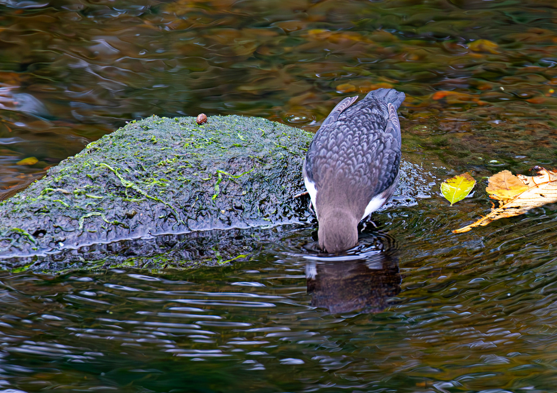 Largs 08 October 2024