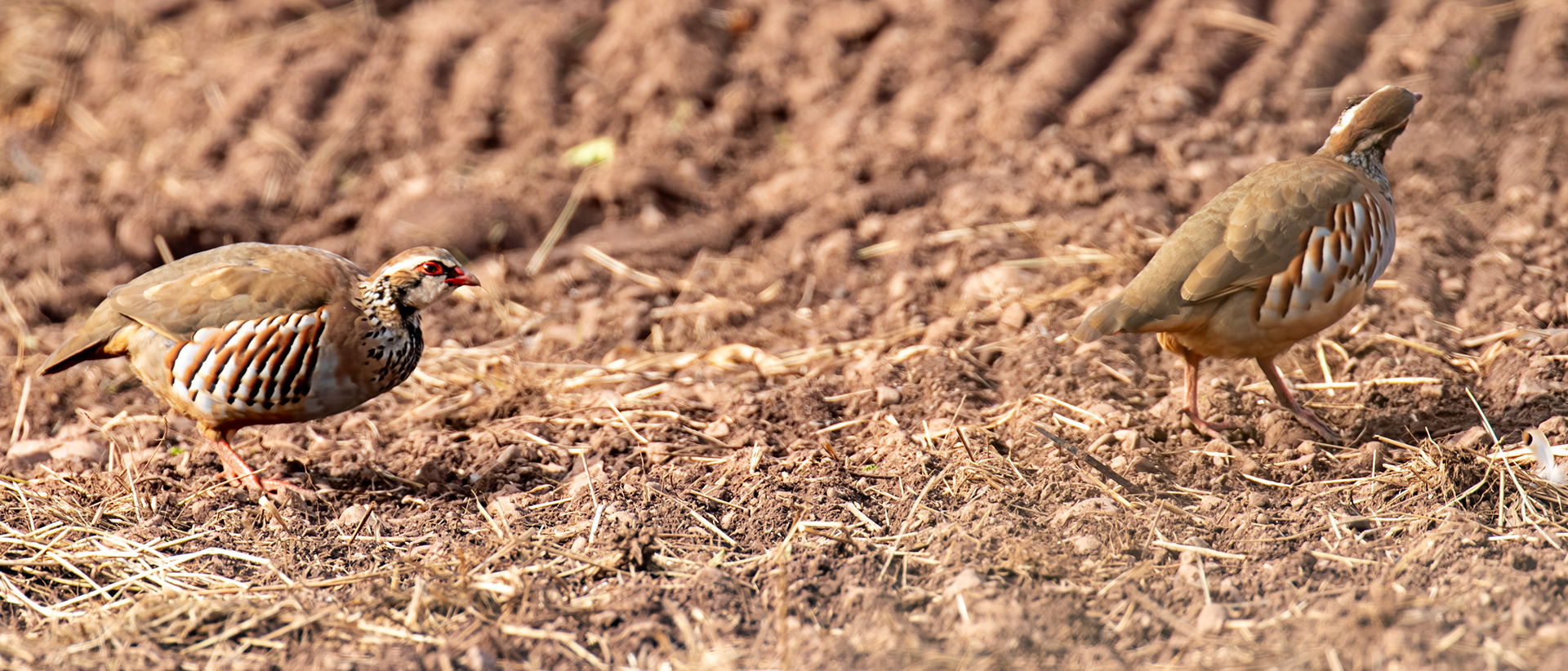 Thurston Mains - Red Legged Partridge 29 Sept 2024