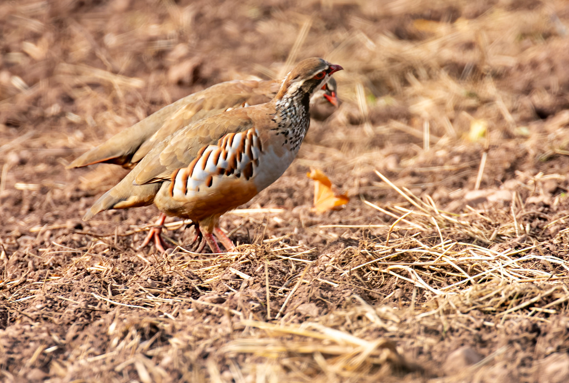 Thurston Mains - Red Legged Partridge 29 Sept 2024