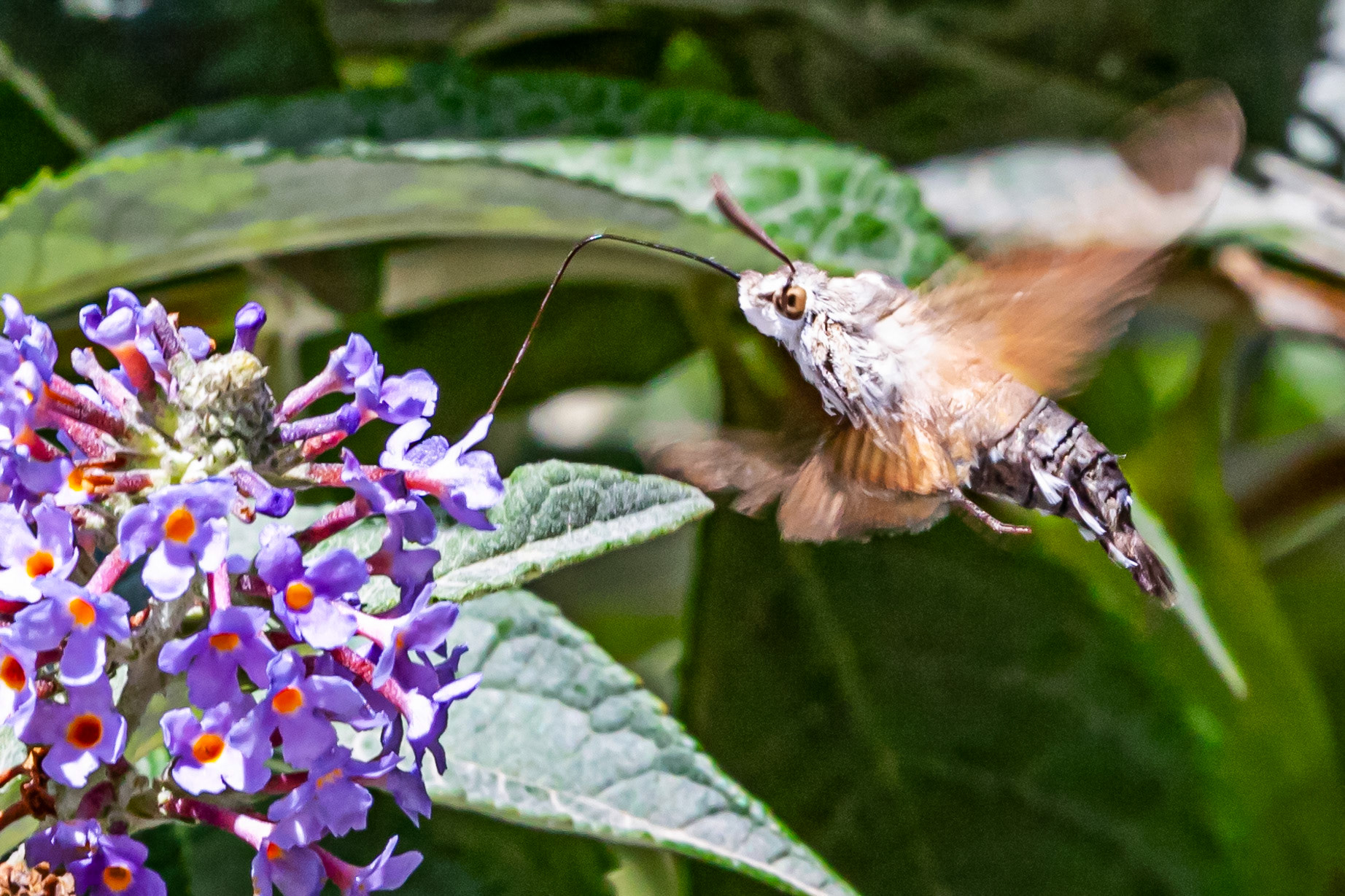 Humming Bird Hawk Moth - Siena 26 June 2024