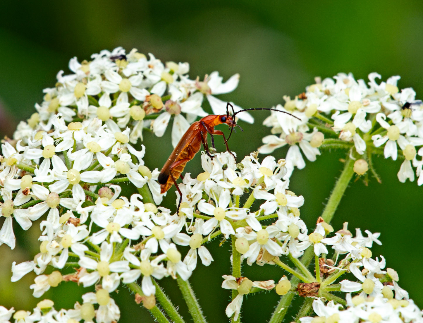 Insects in Livingston 22 July 2024