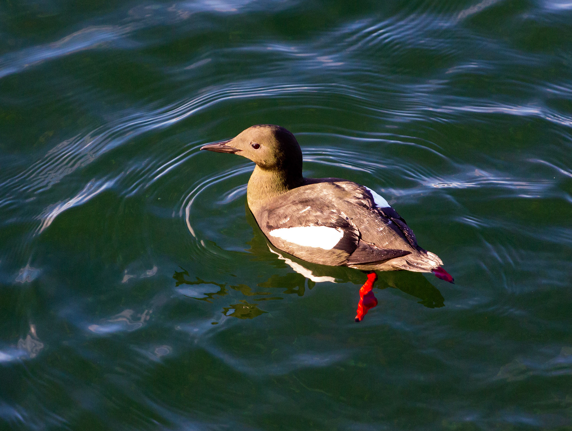 Oban  25 February 2023