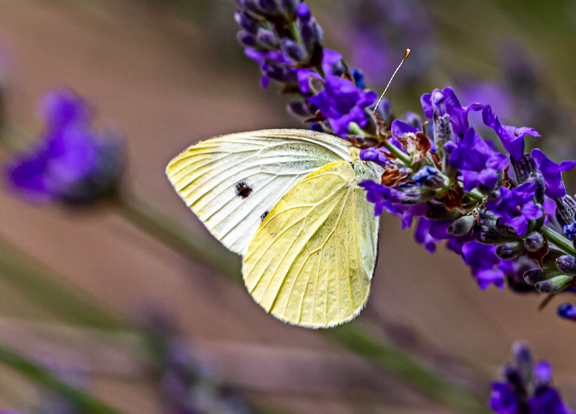 Butterflies in Siena Botanics 19 June 2024