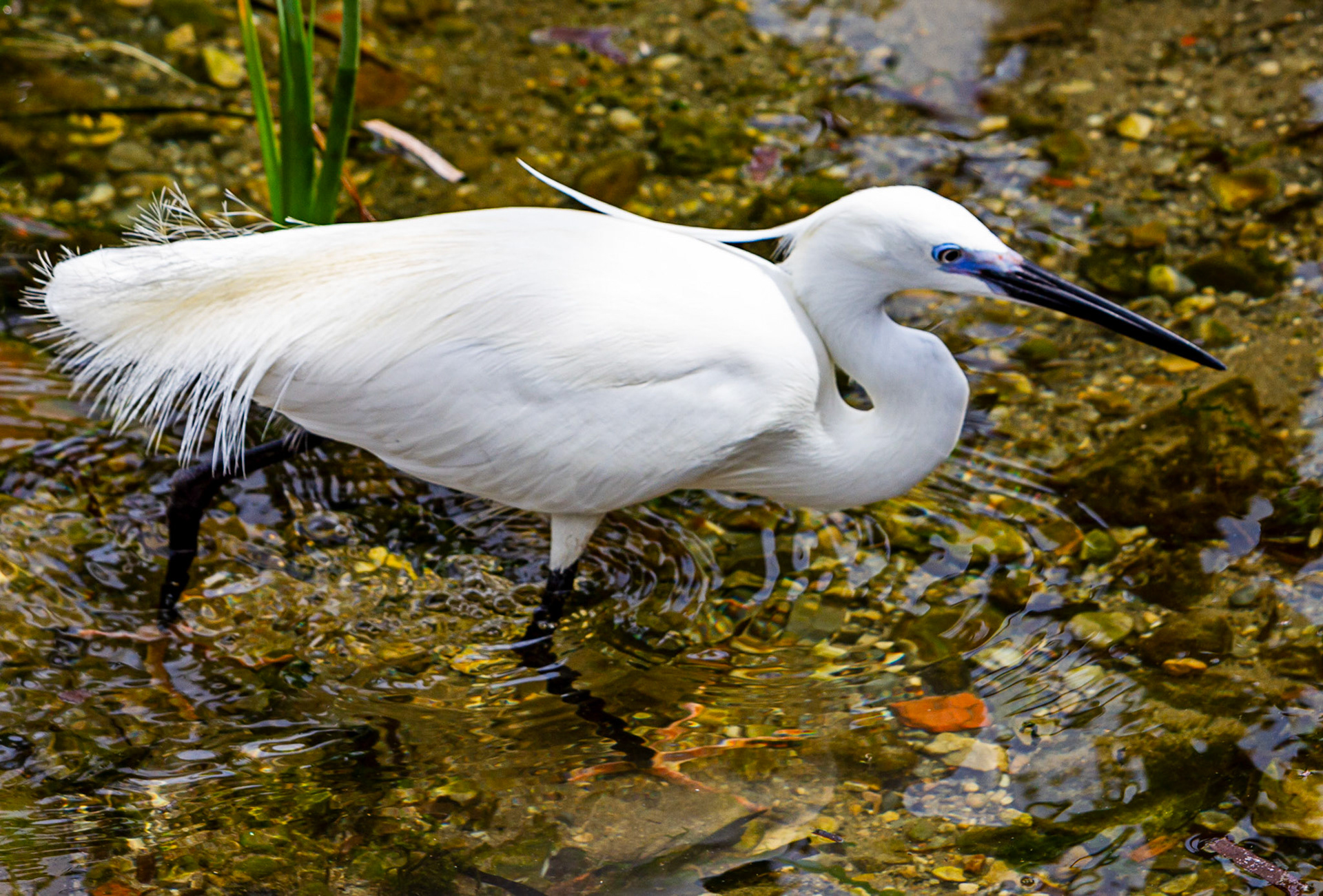 Little Egret at Villajoyosa (La Vila Joiosa) 21 March 2024
