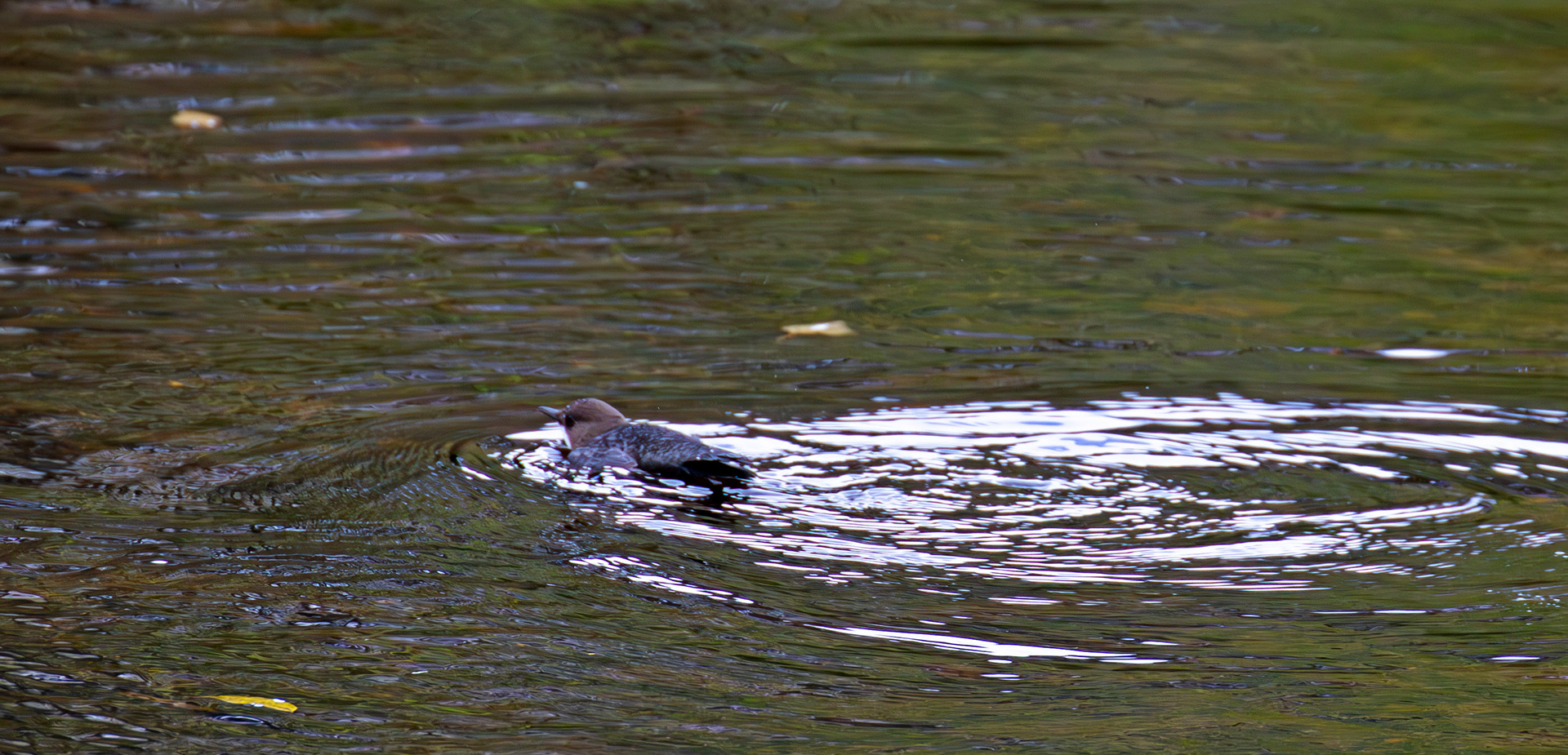 Largs 08 October 2024