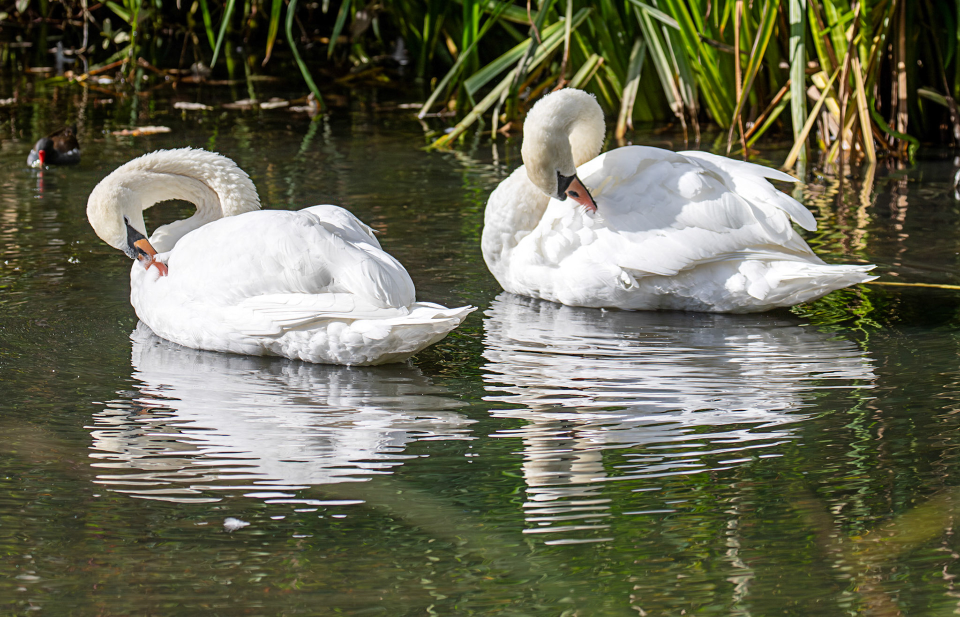 Livingston 02 October 2024