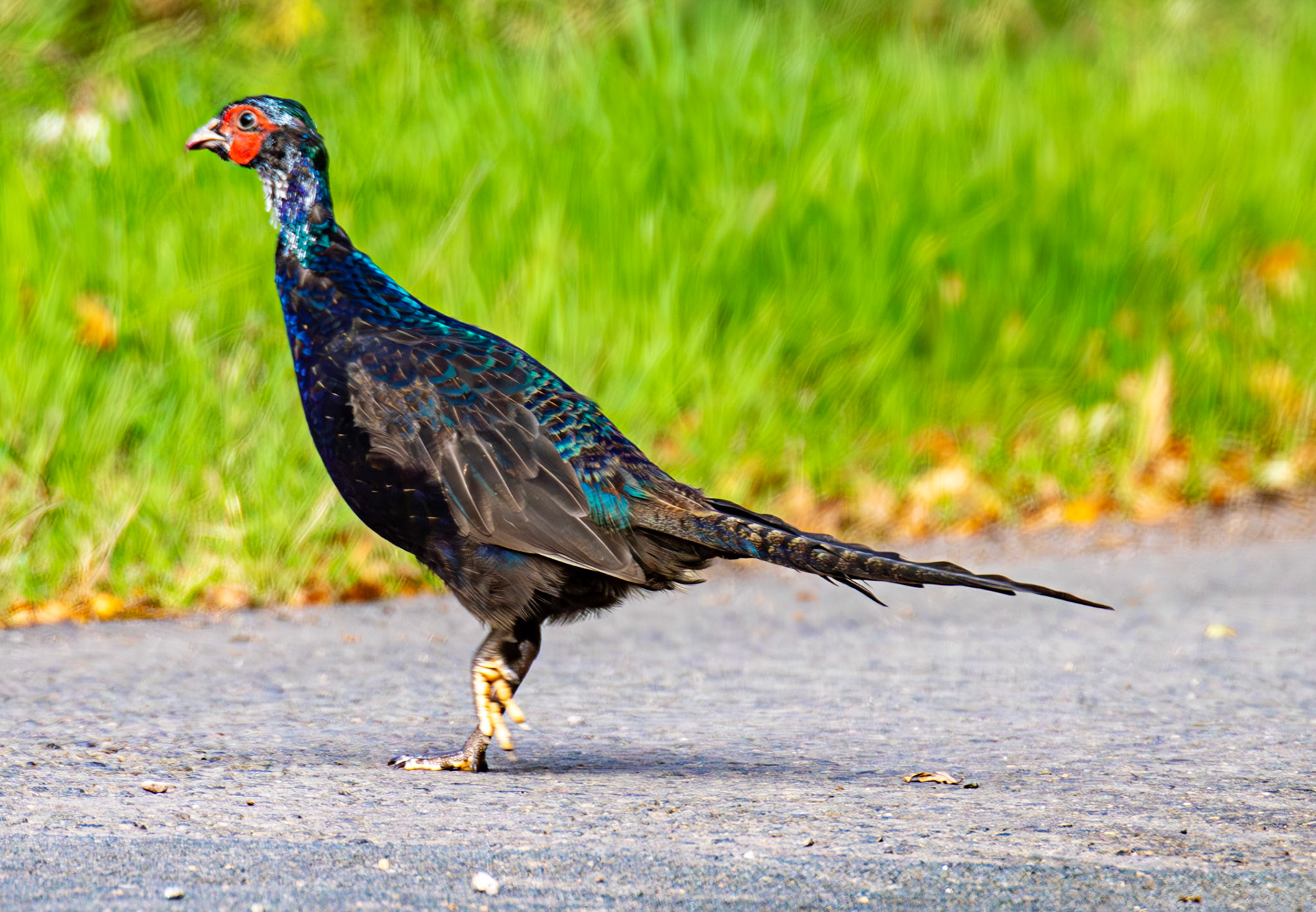 Pheasant near Woodhall Dean 29 Sept 2024