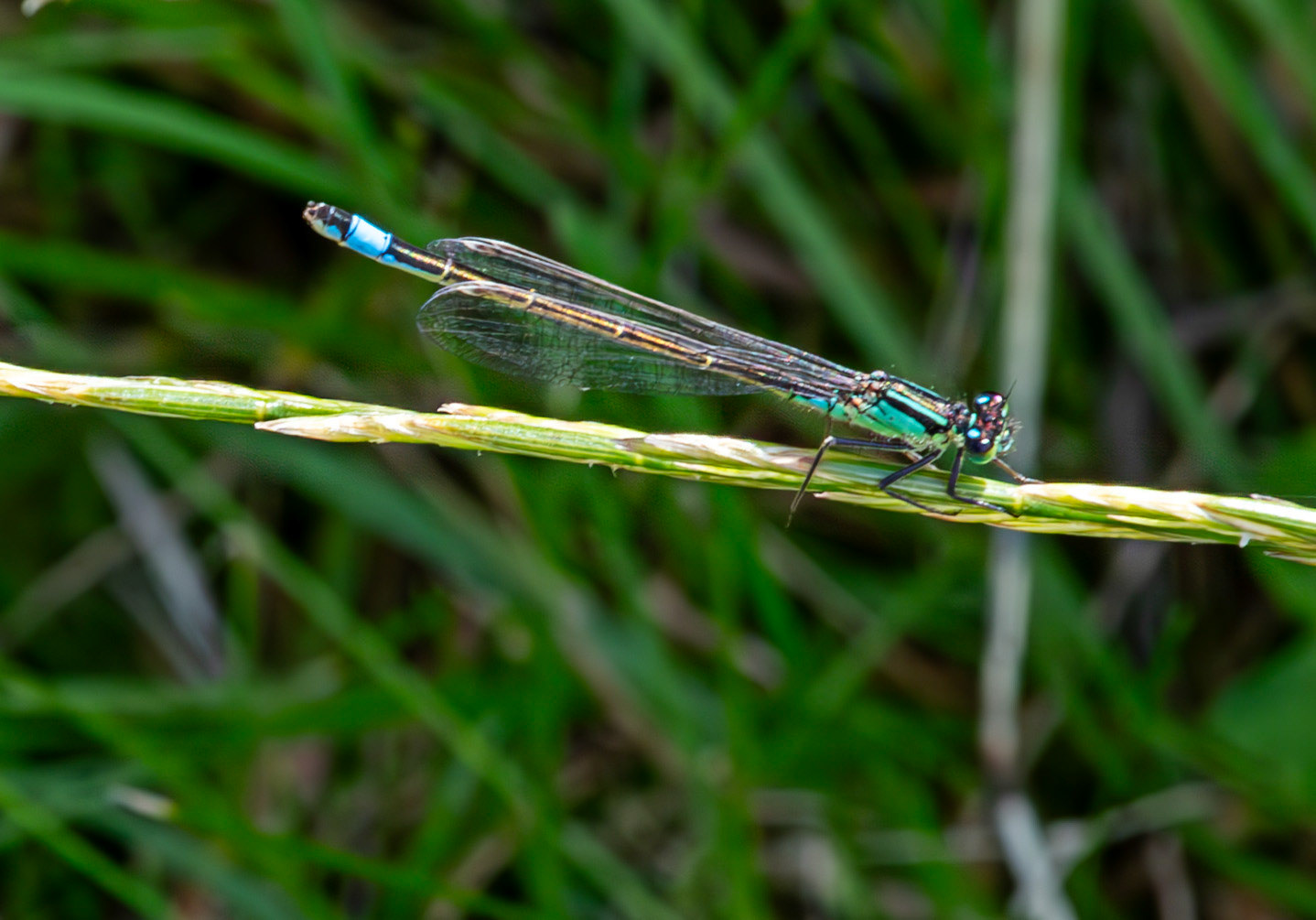 Herperrig Insects 23 July 2024