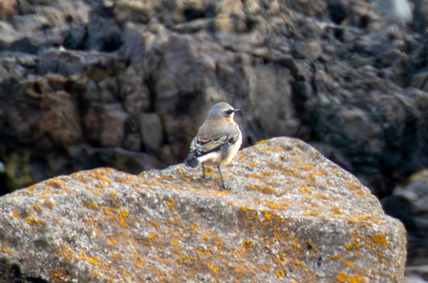 Wheatear at Barns Ness 25 Sept 2024