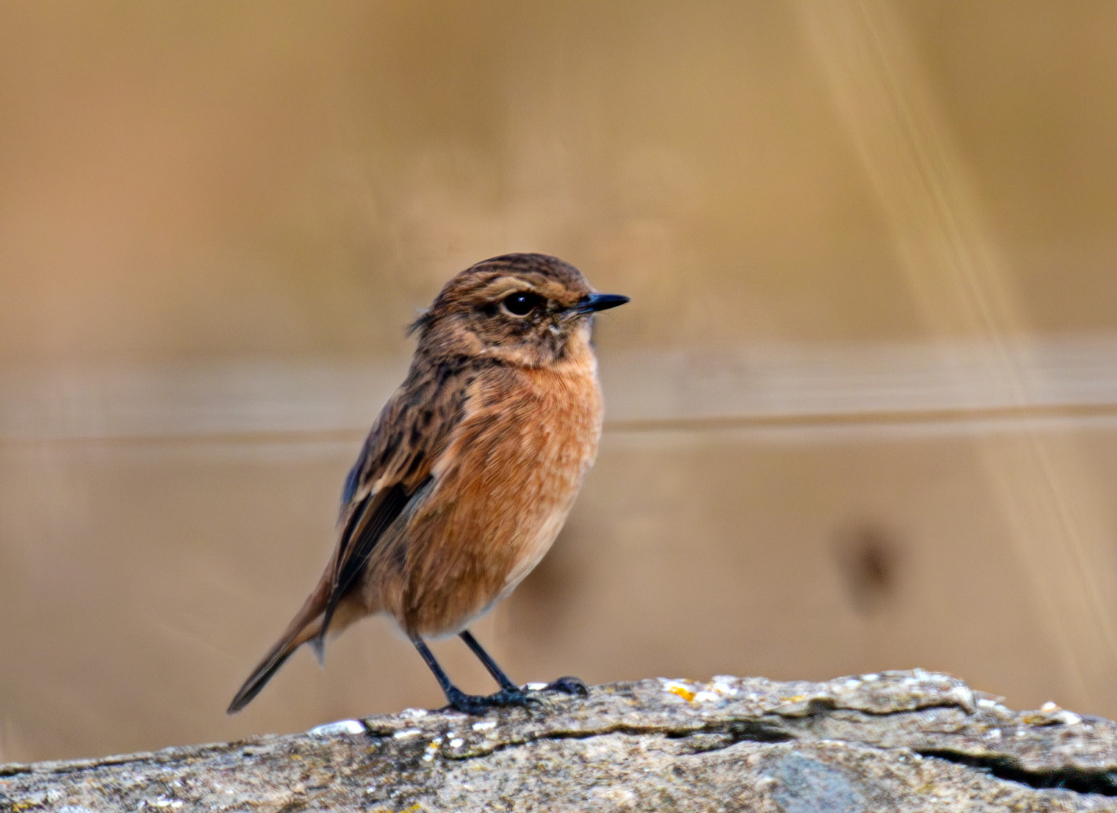 Stonechat at Barns  Ness 25 Sept 2024