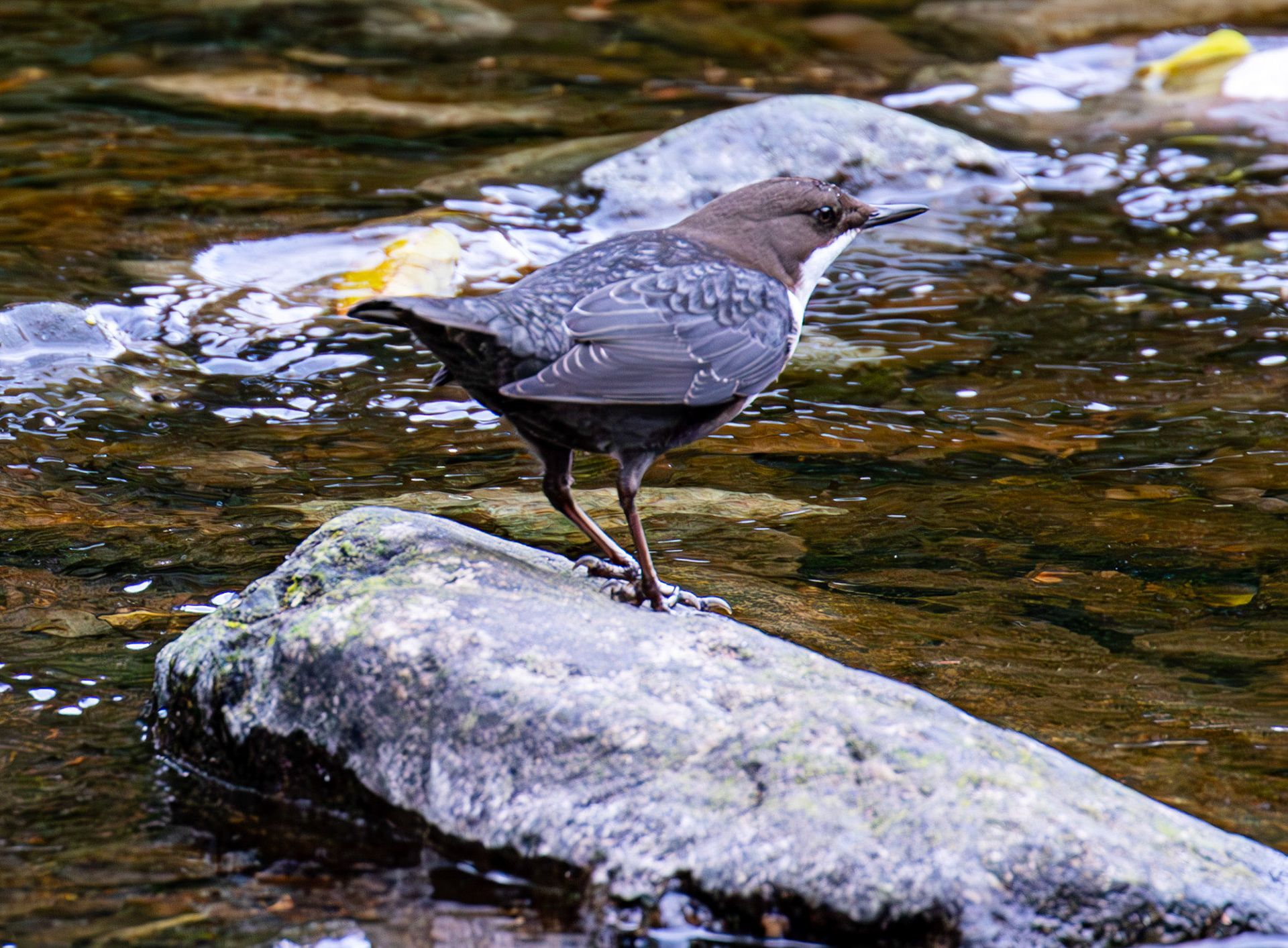 Largs 08 October 2024