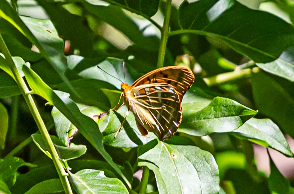 Monteriggioni 22 June 2024