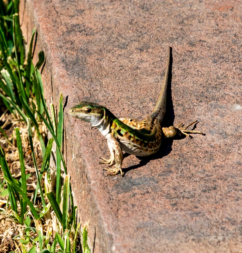 Monteriggioni 22 June 2024