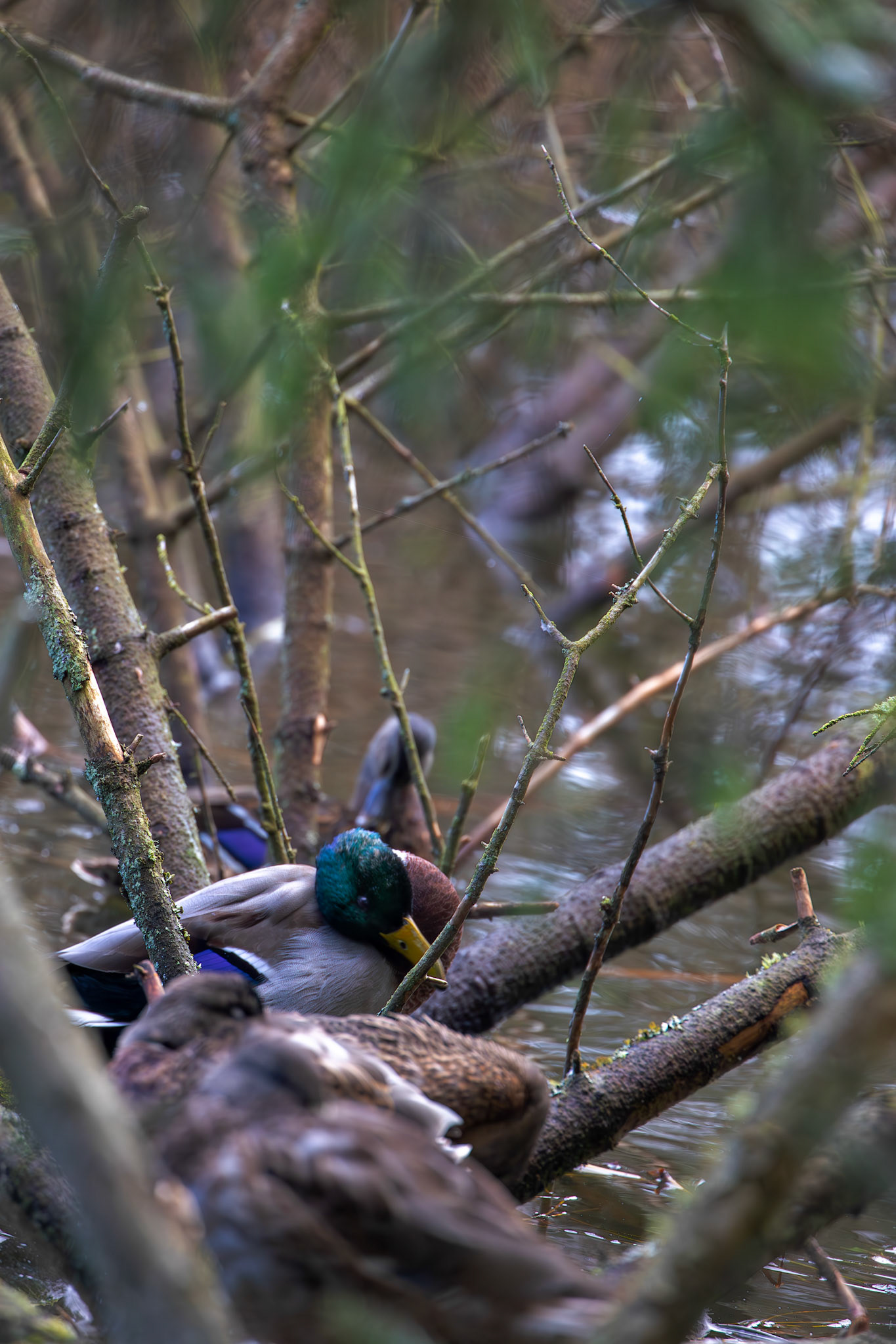 Mallard at Beecraigs 24 September 2024