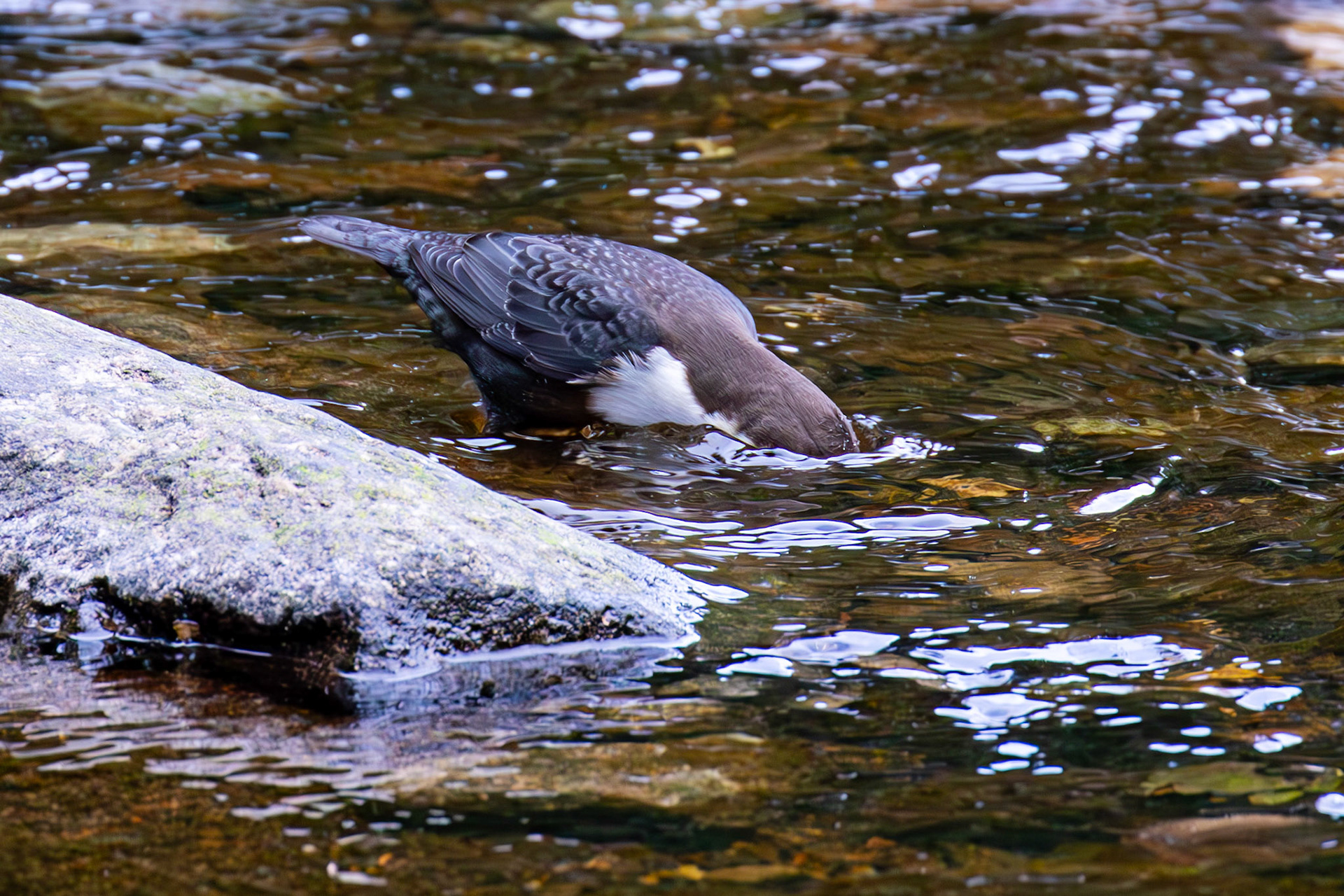 Largs 08 October 2024