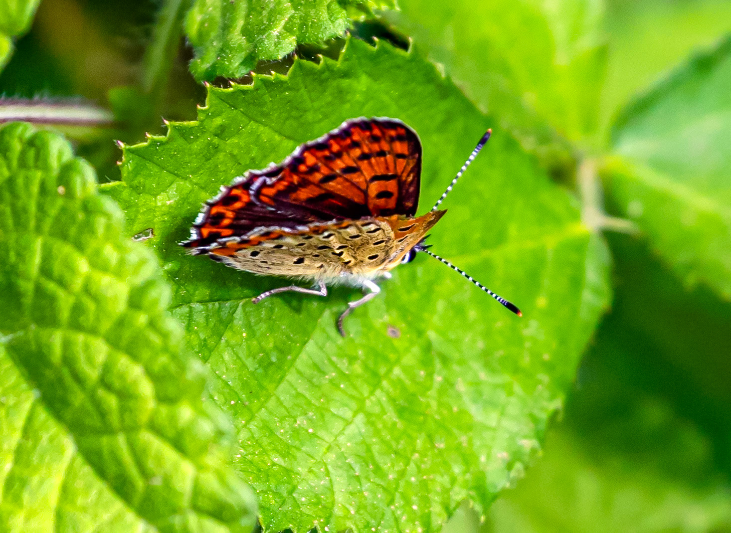 Monteriggioni 22 June 2024