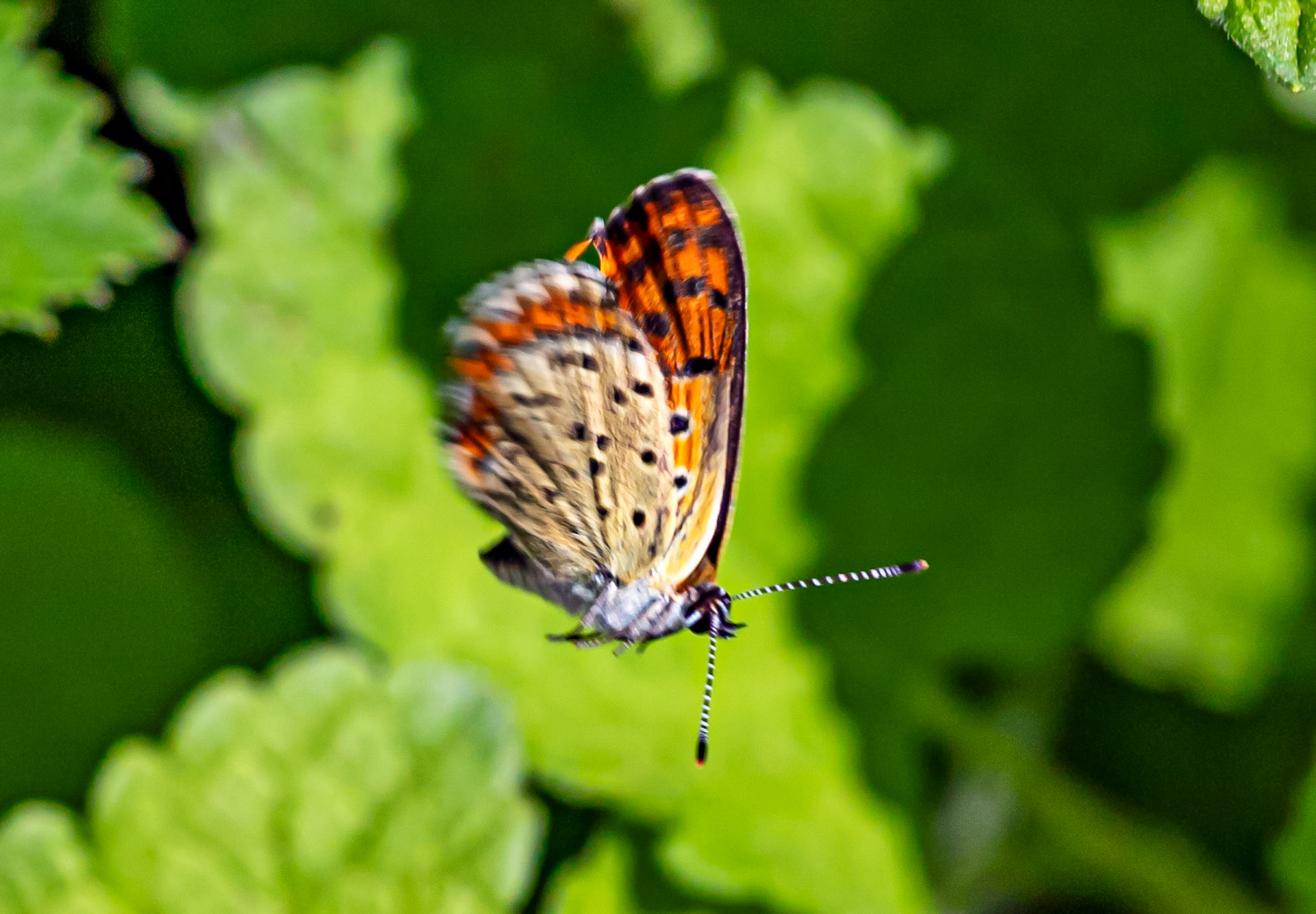 Monteriggioni 22 June 2024