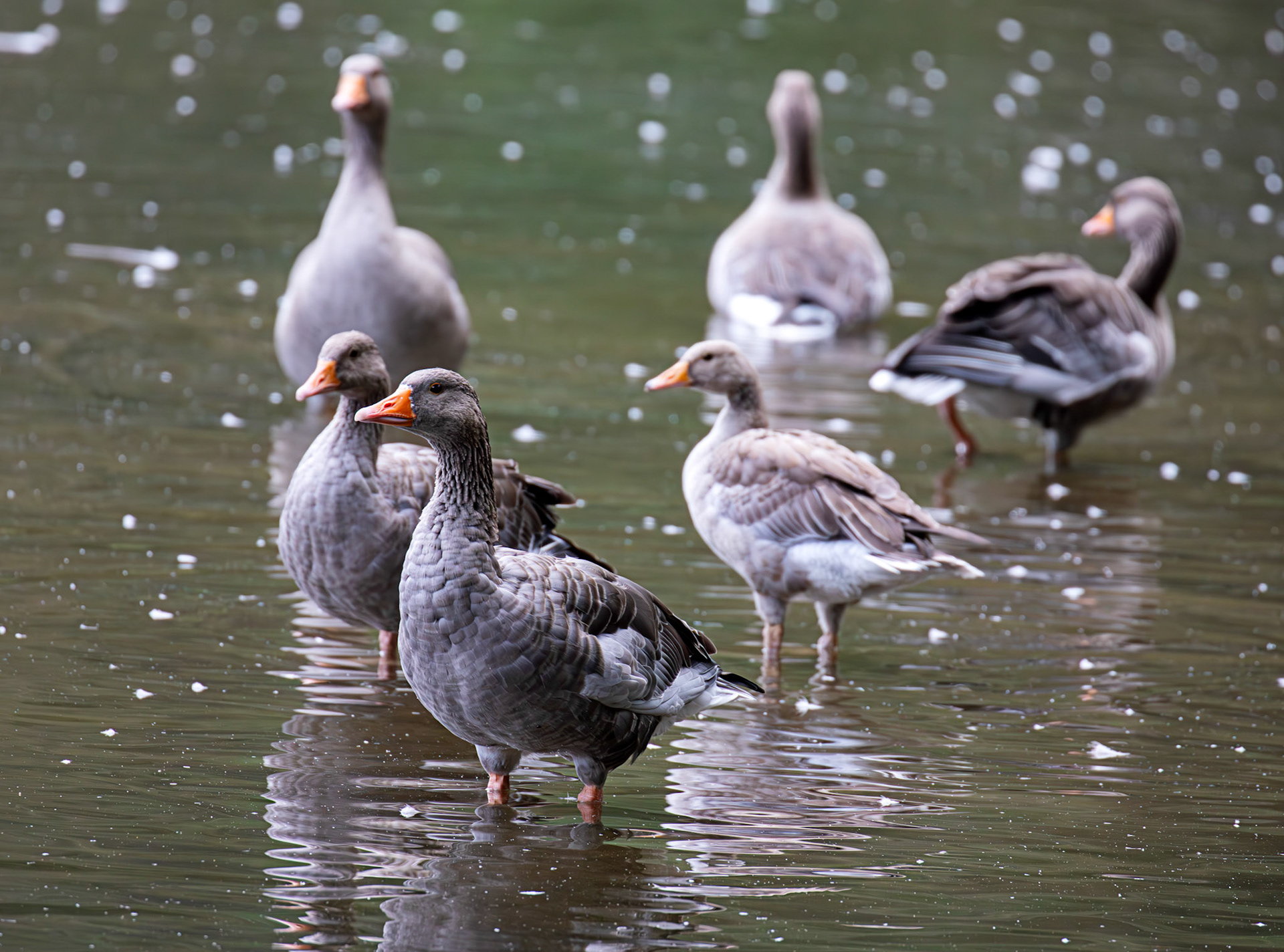 Greylag Geese at Beecraigs 24 September 2024