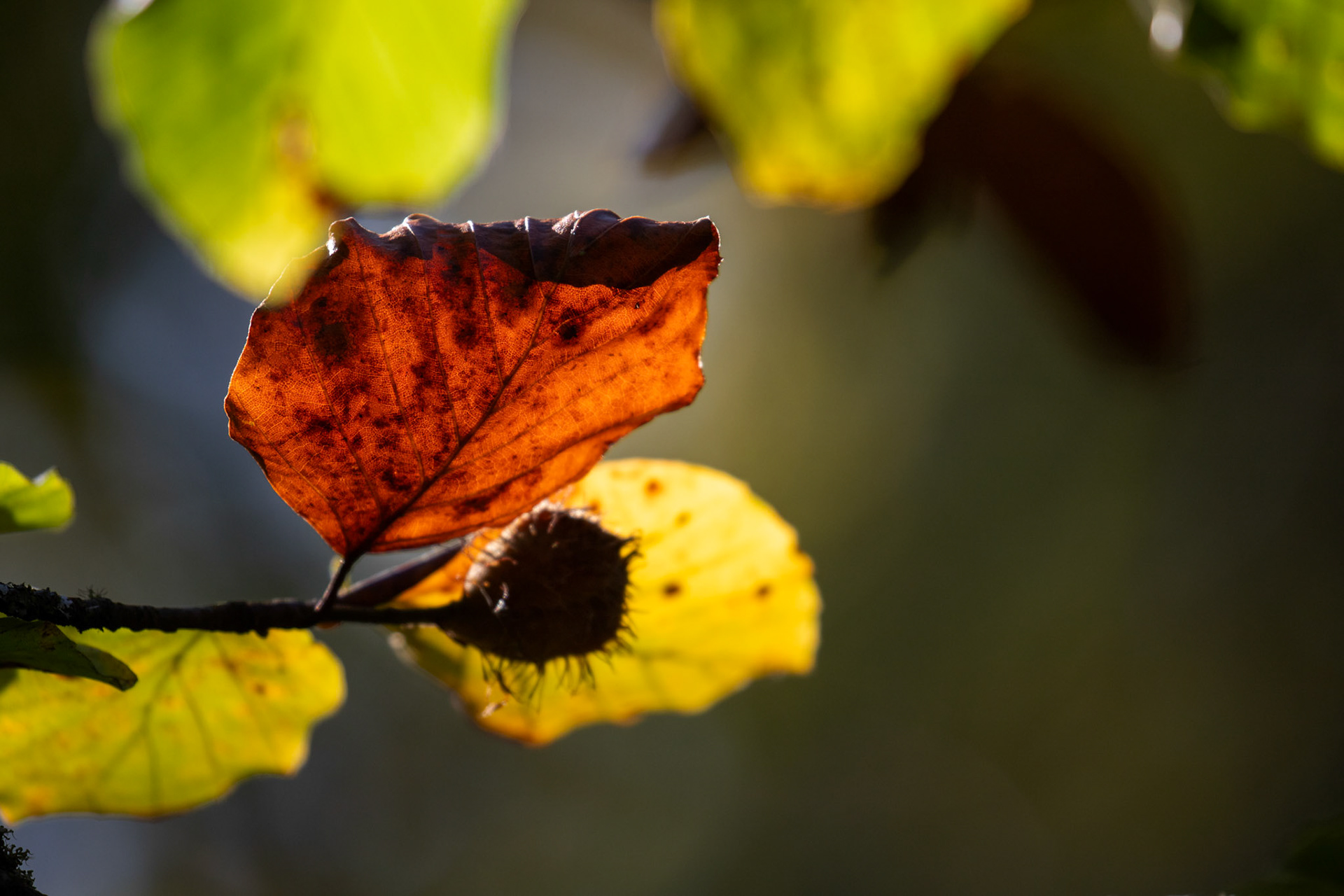 RSPB Lochwinnoch 10 October 2024