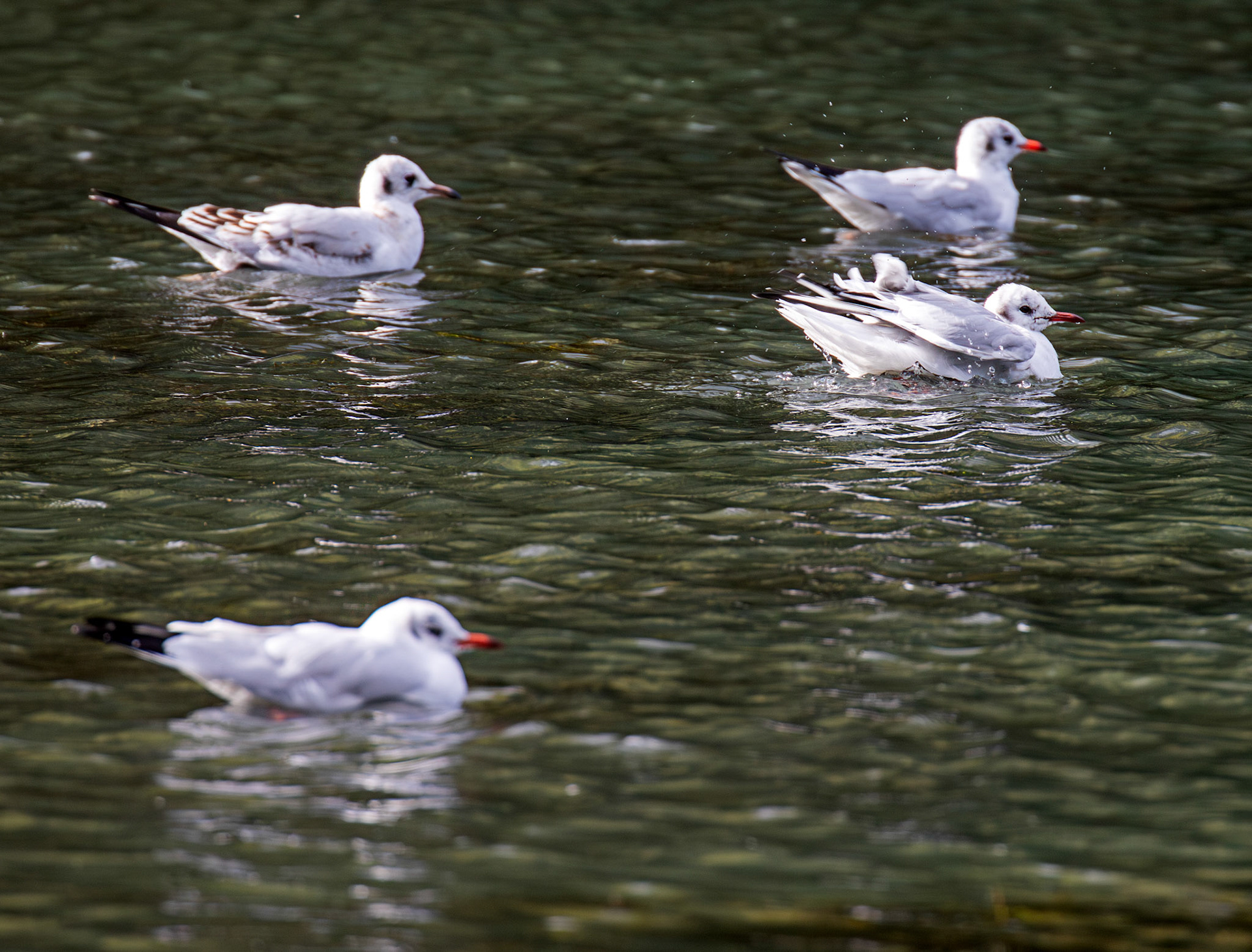 Livingston 02 October 2024