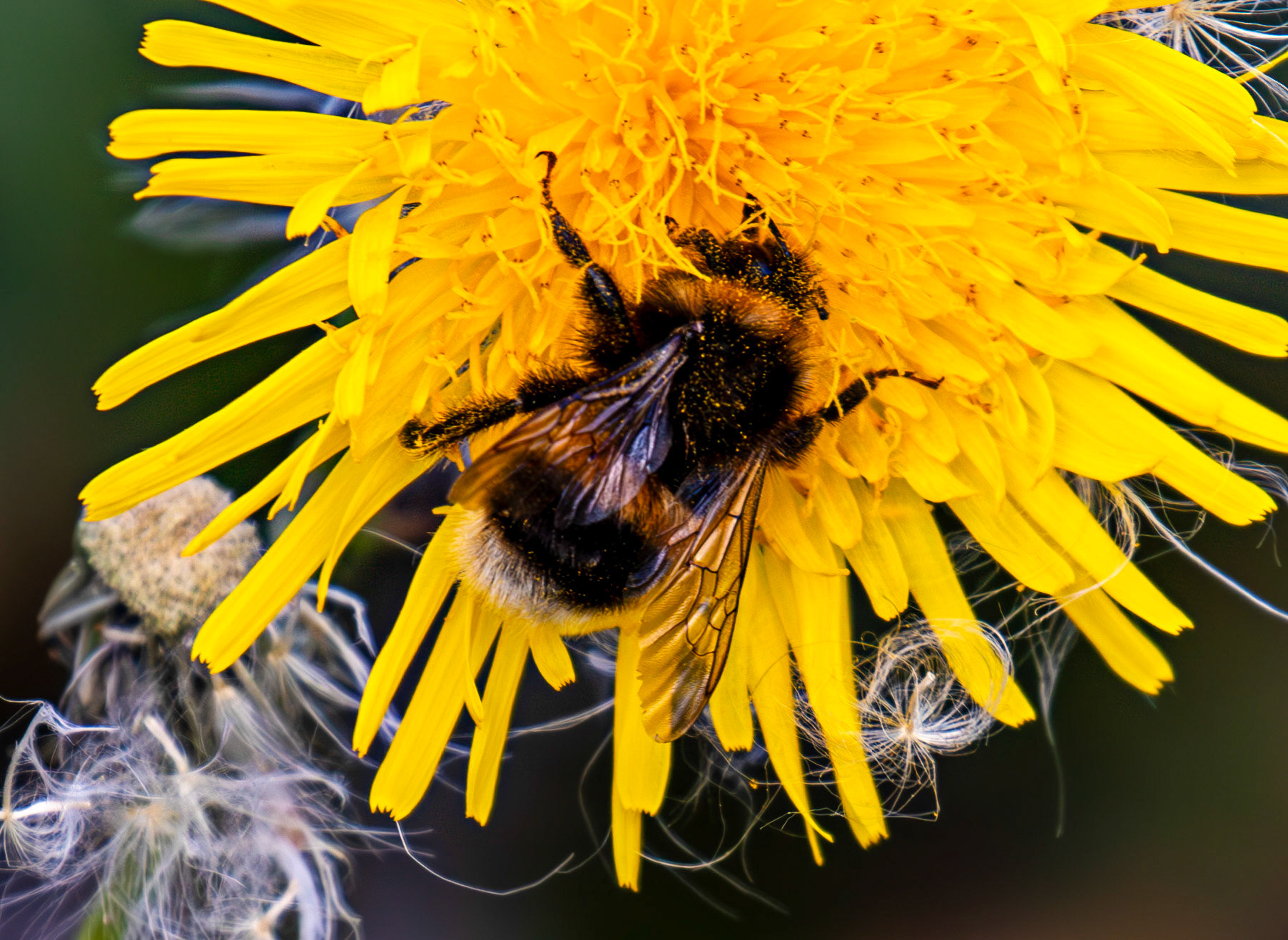 Bee at Barns Ness 25 Sept 2024