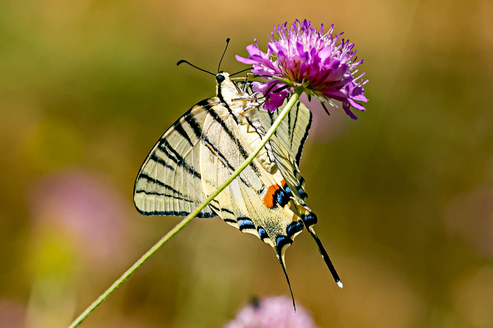 Monteriggioni 22 June 2024