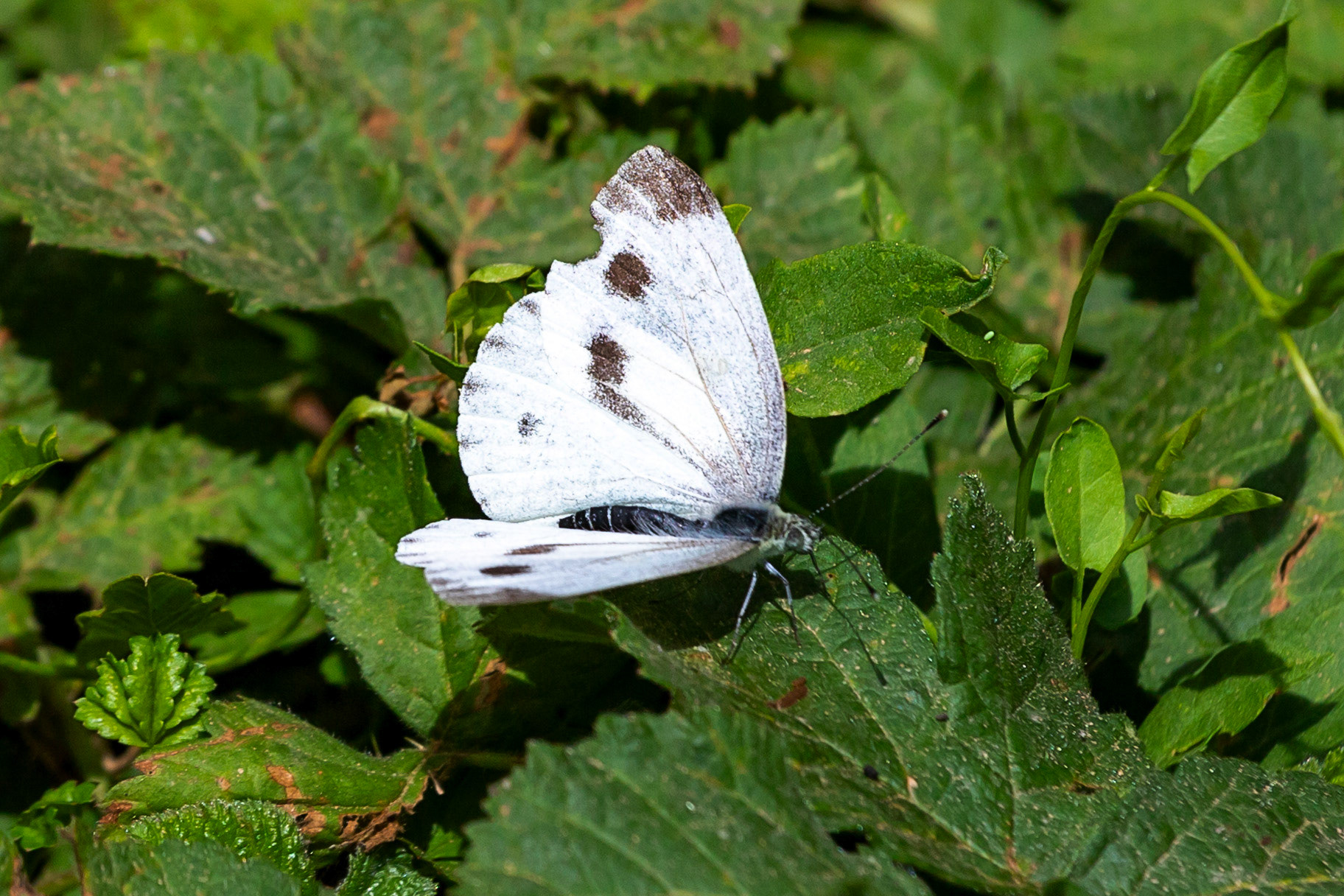 Monteriggioni 22 June 2024
